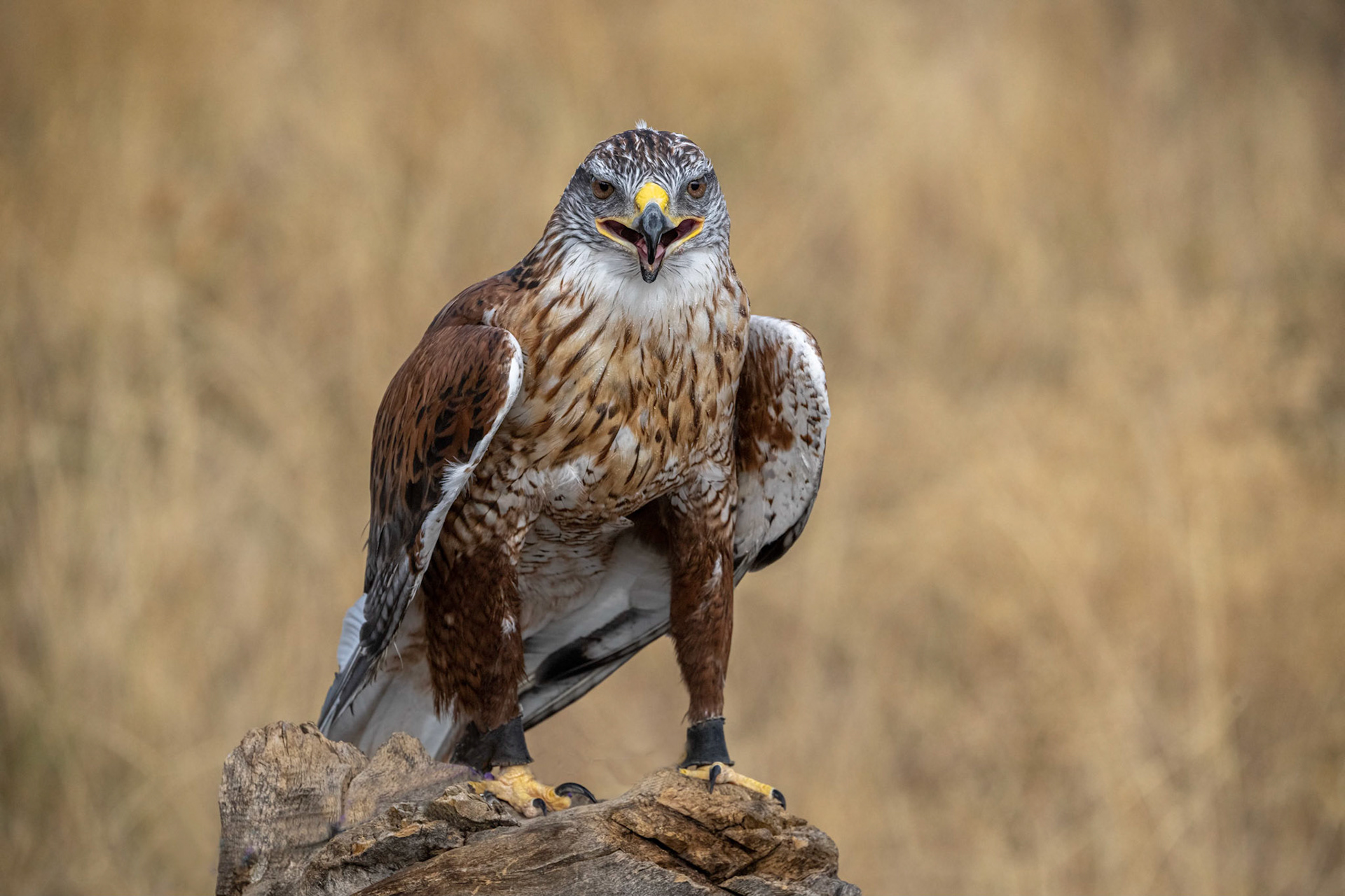 Ferruginous Hawk