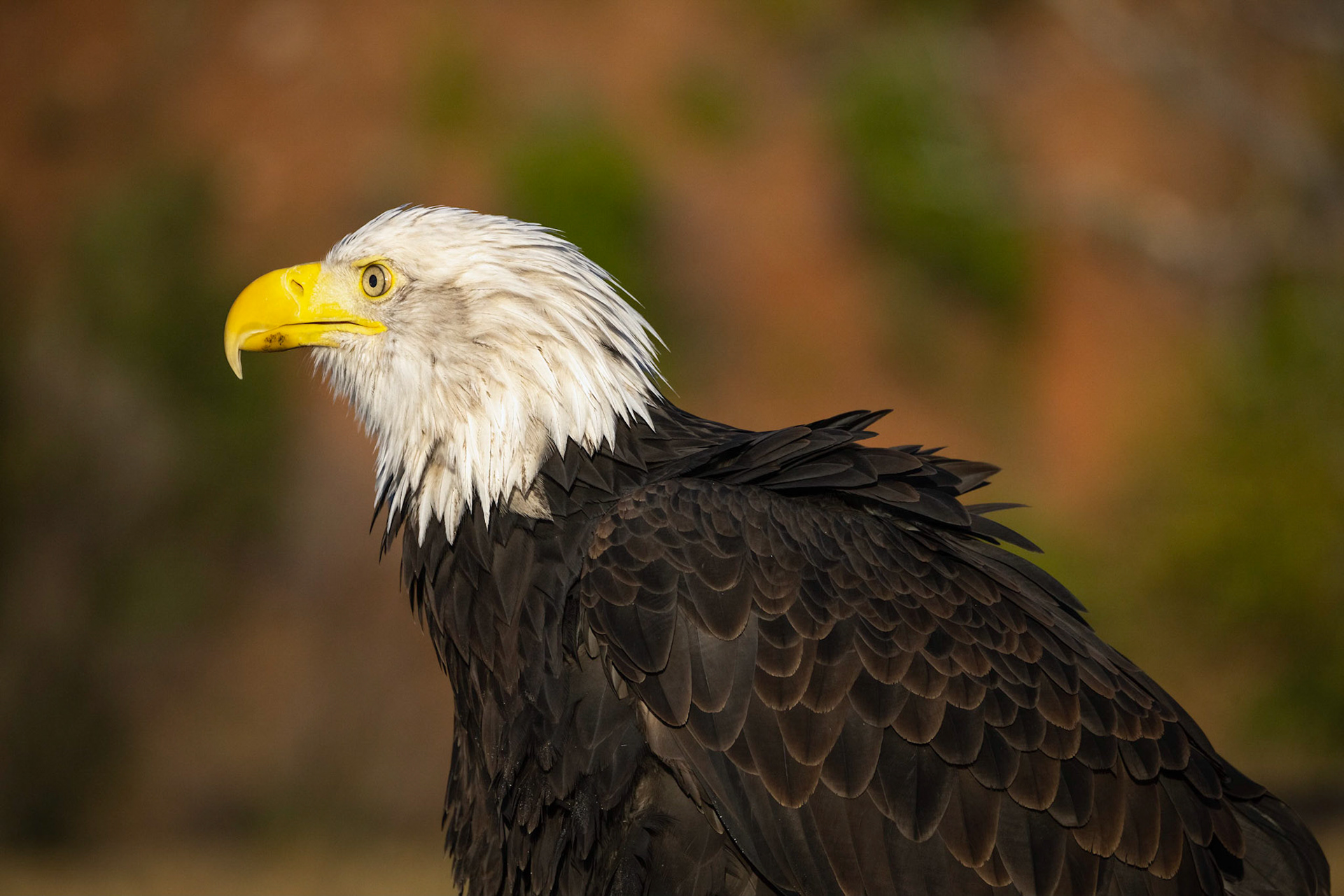 Bald Eagle