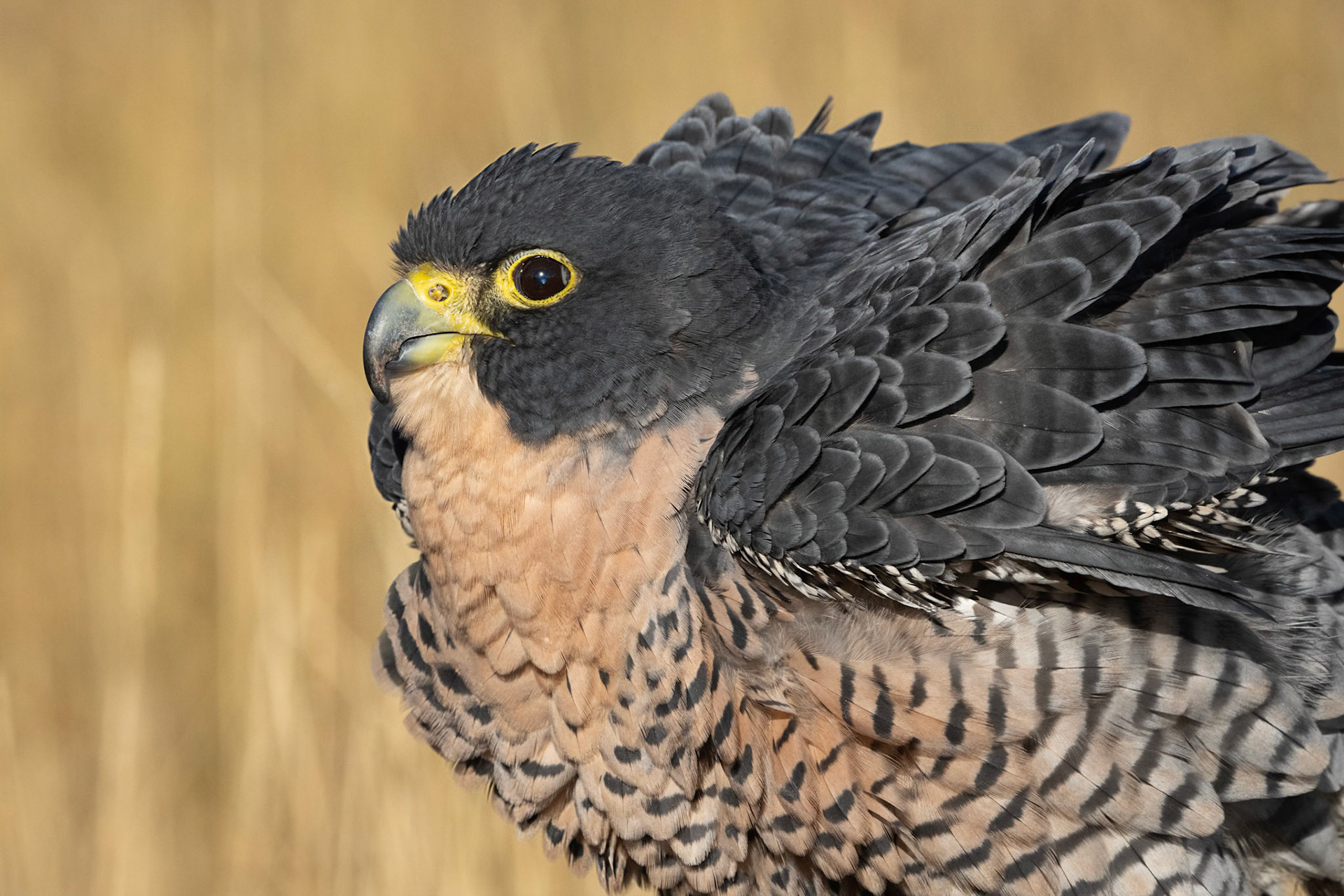 Peregrin Falcon