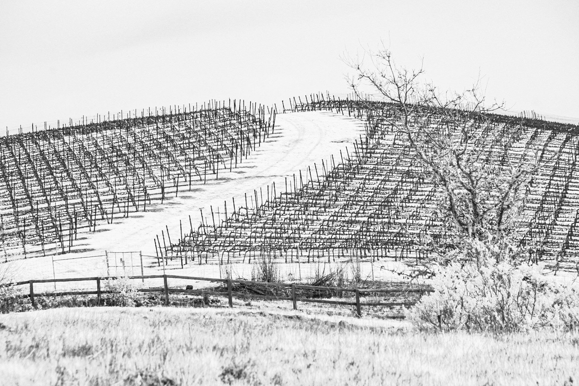 Future Wine