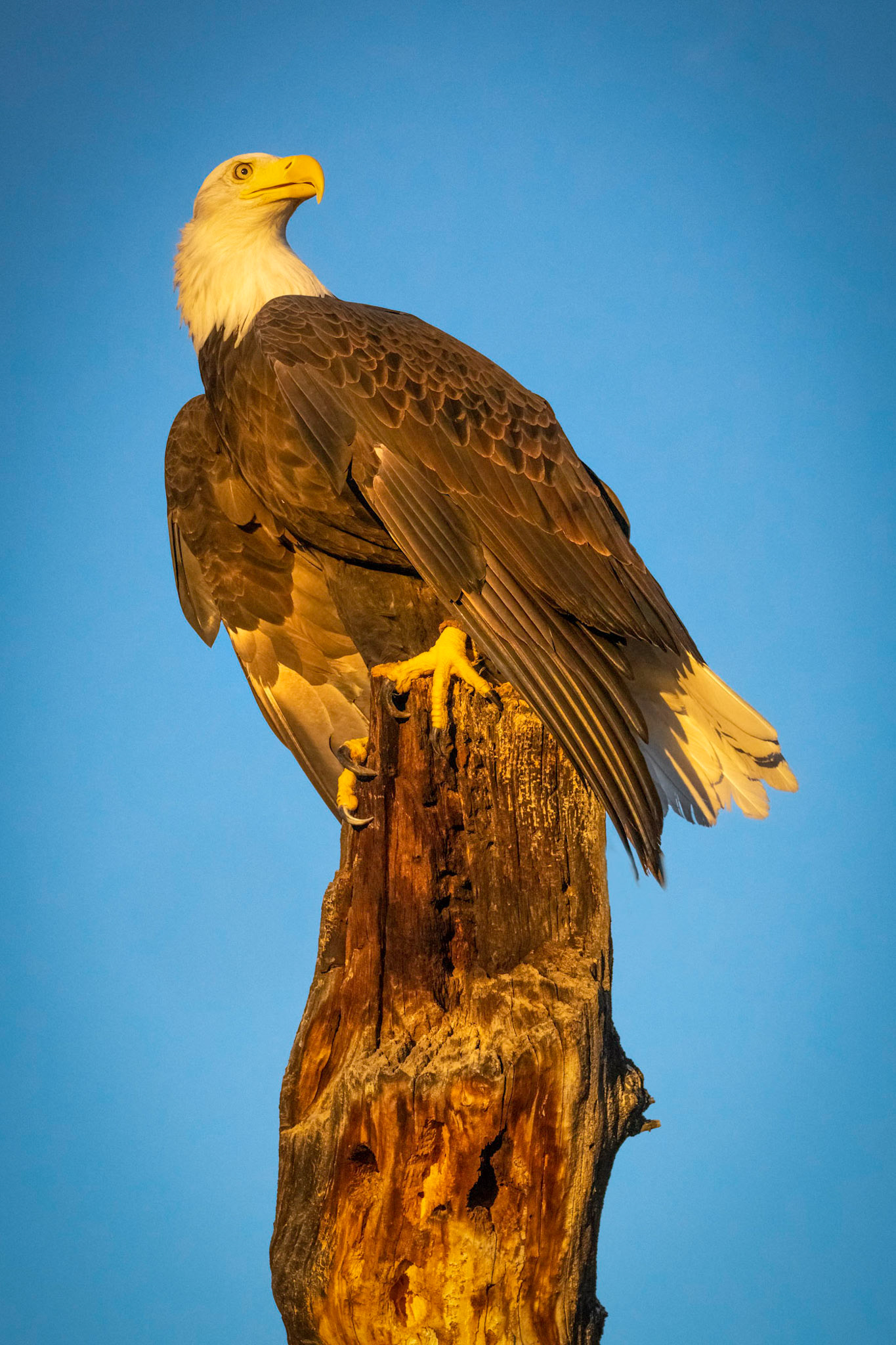 Bald Eagle