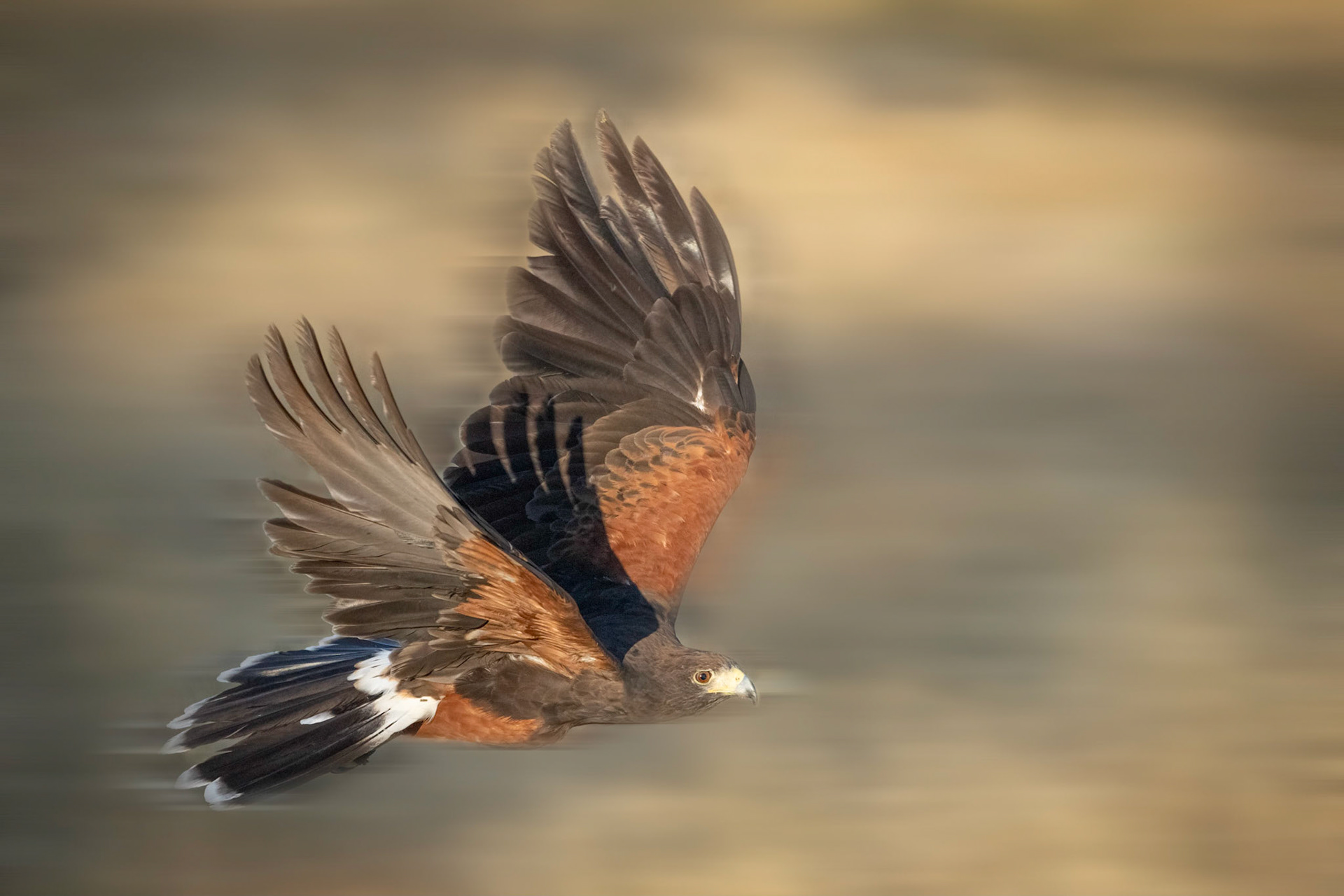 Harris Hawk