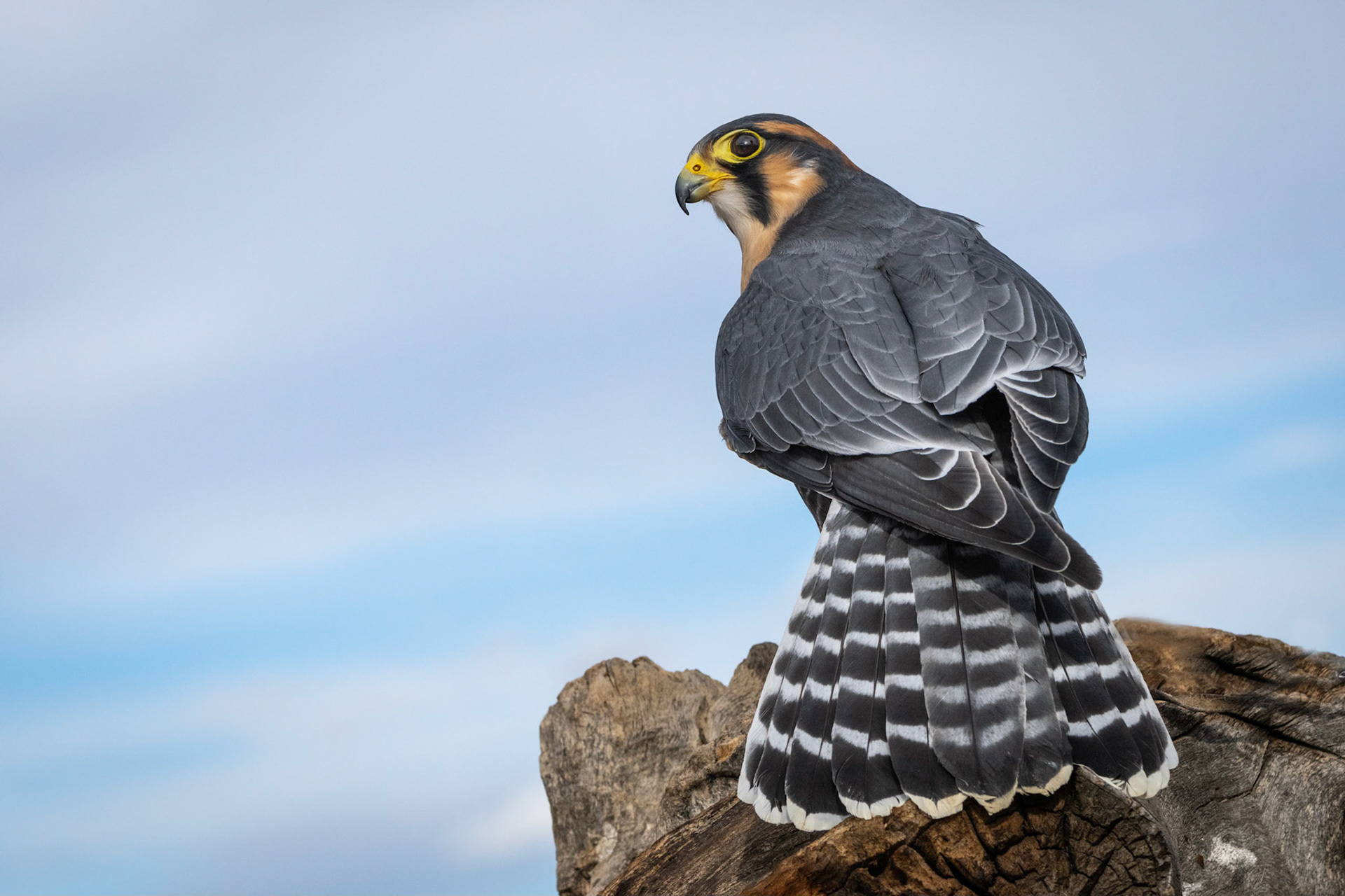 Aplomado Falcon