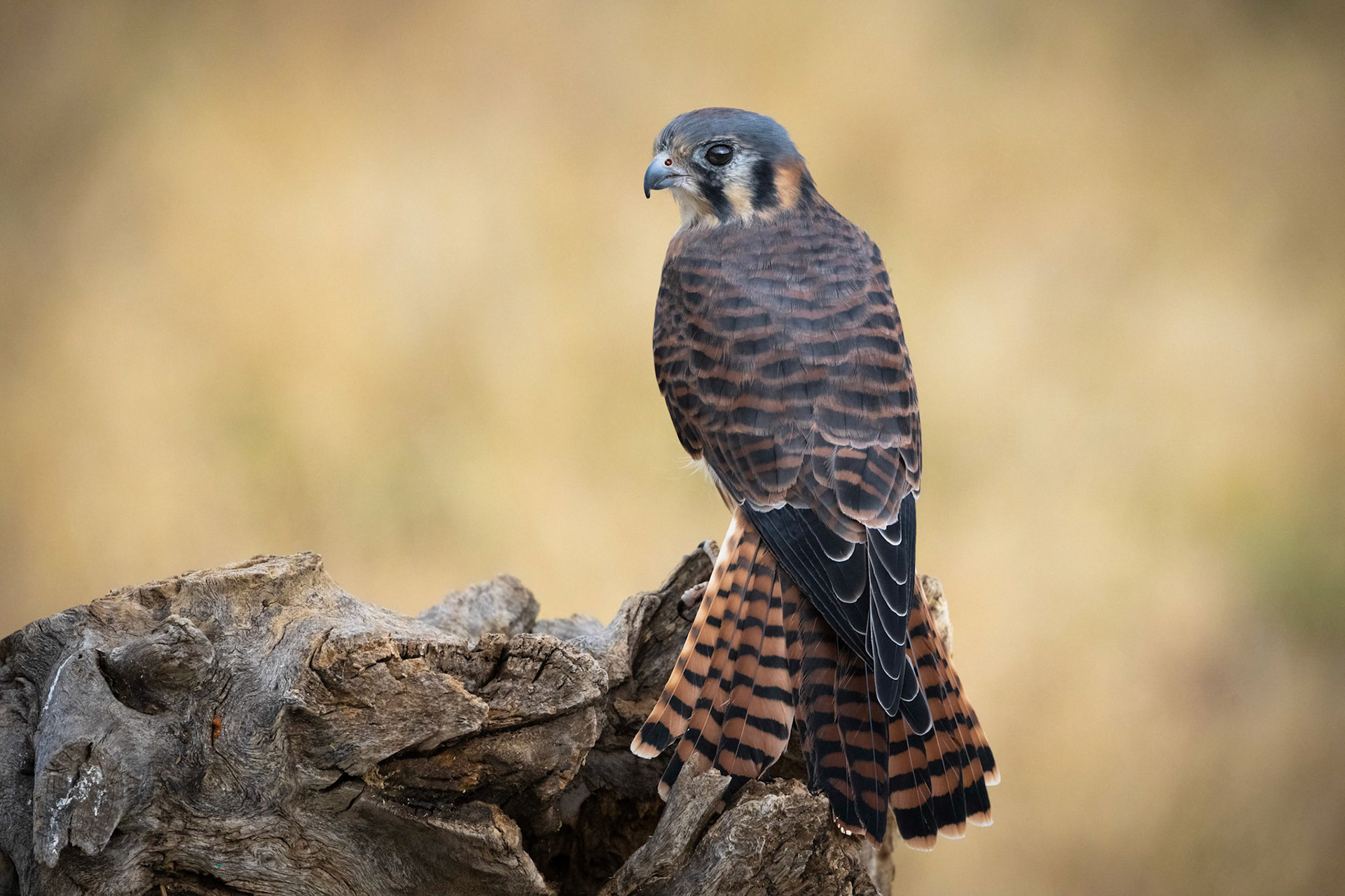 Female Kestrel