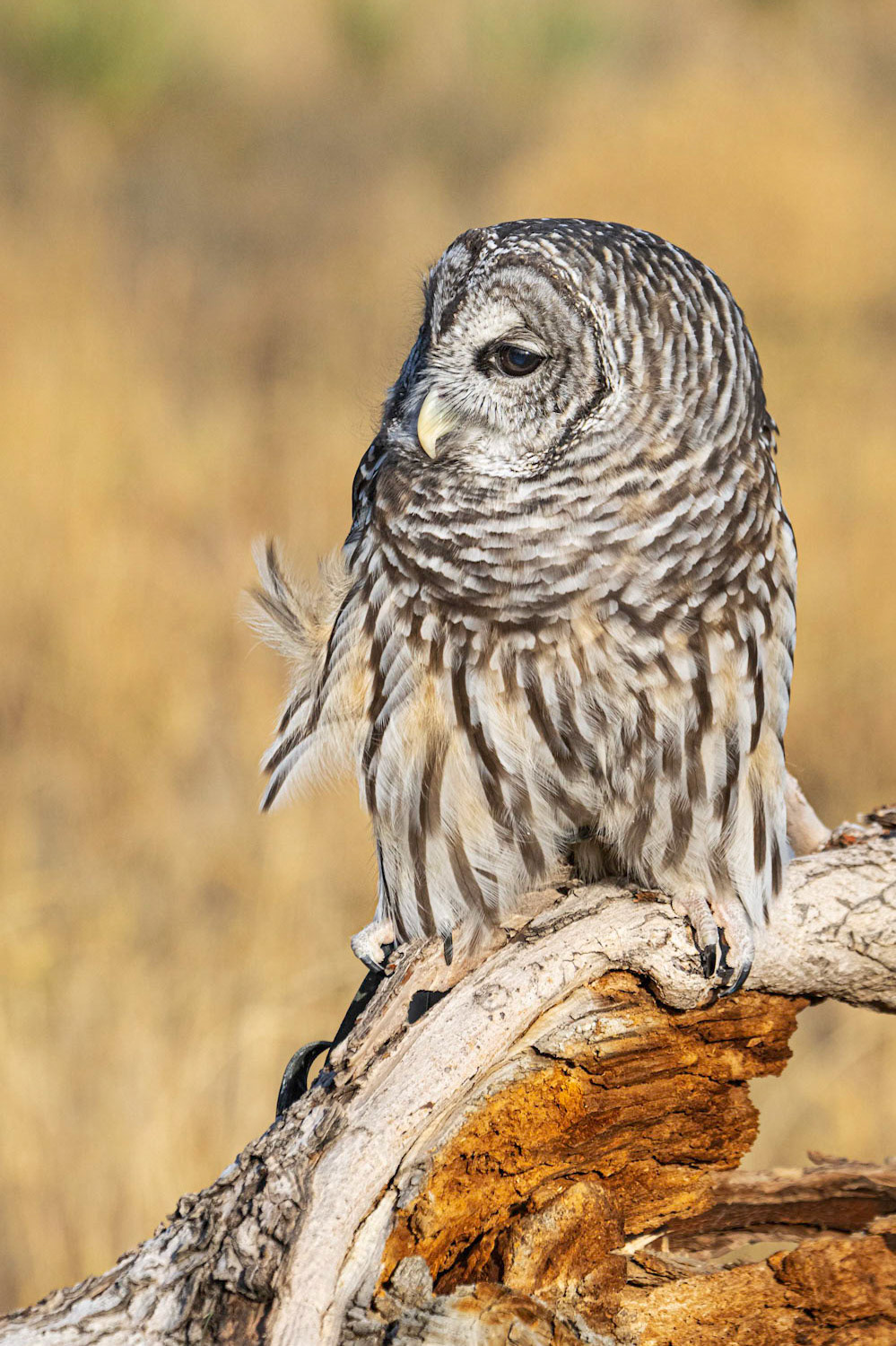 Barred Owl