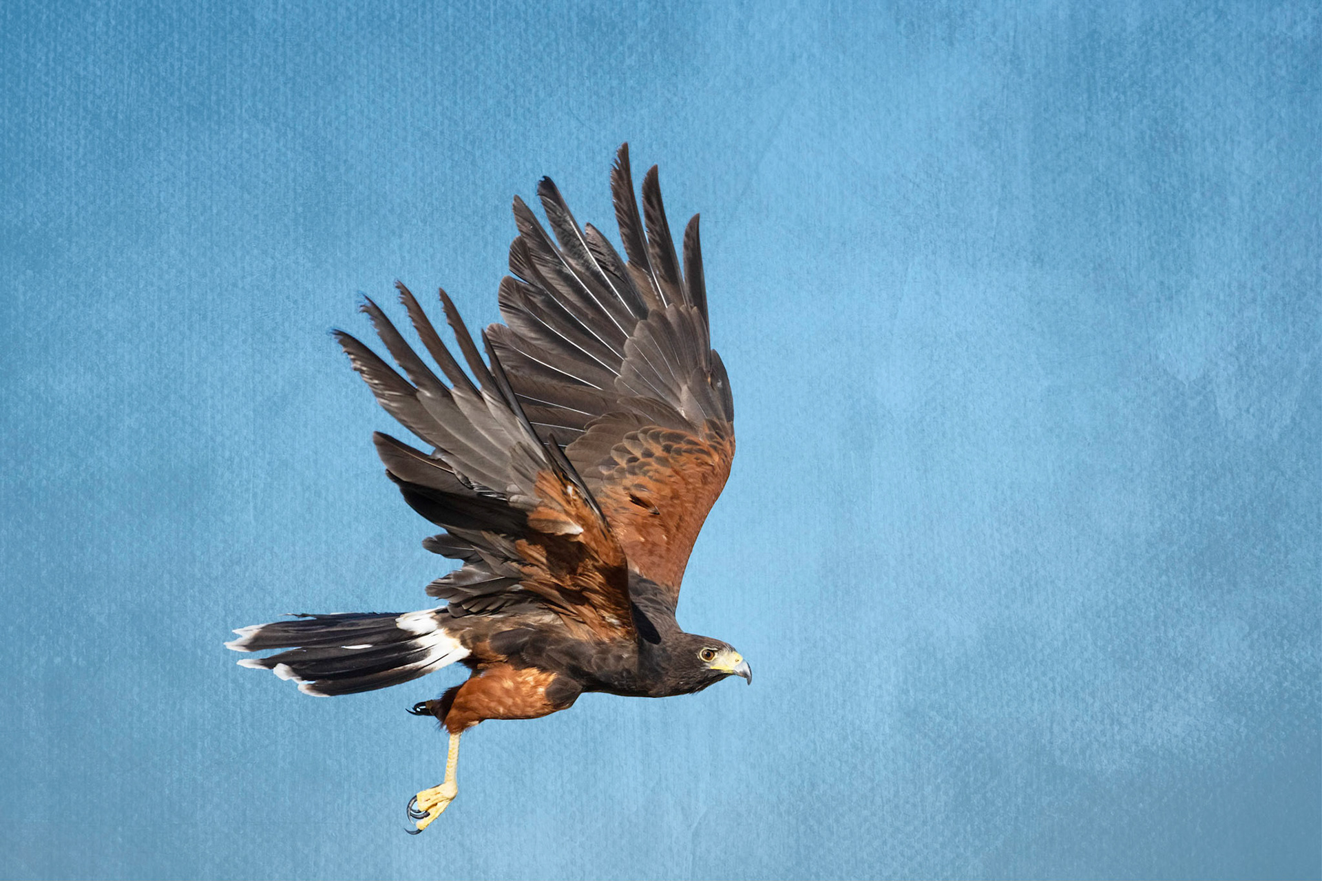 Harris Hawk