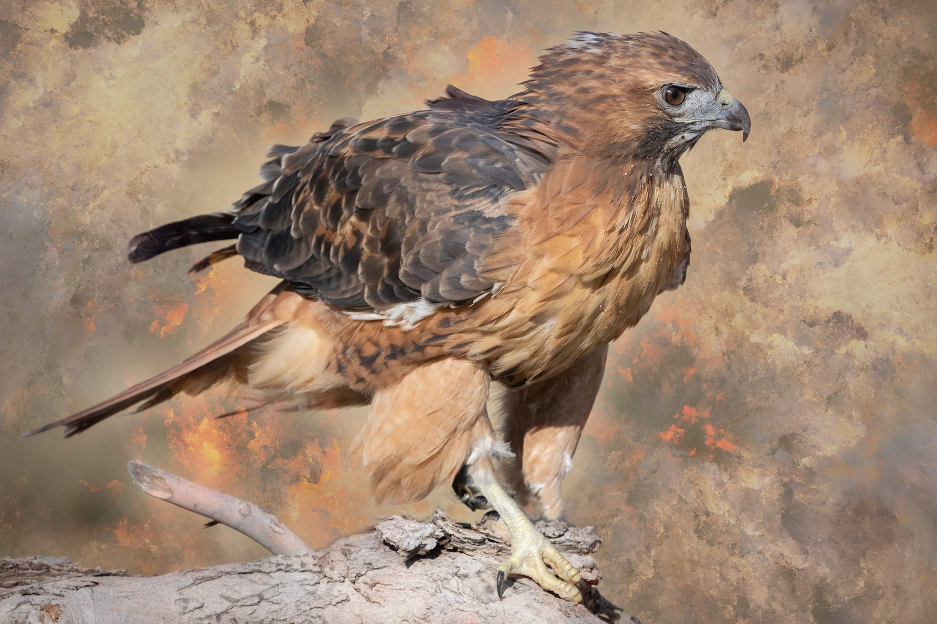 Red-Tailed Hawk