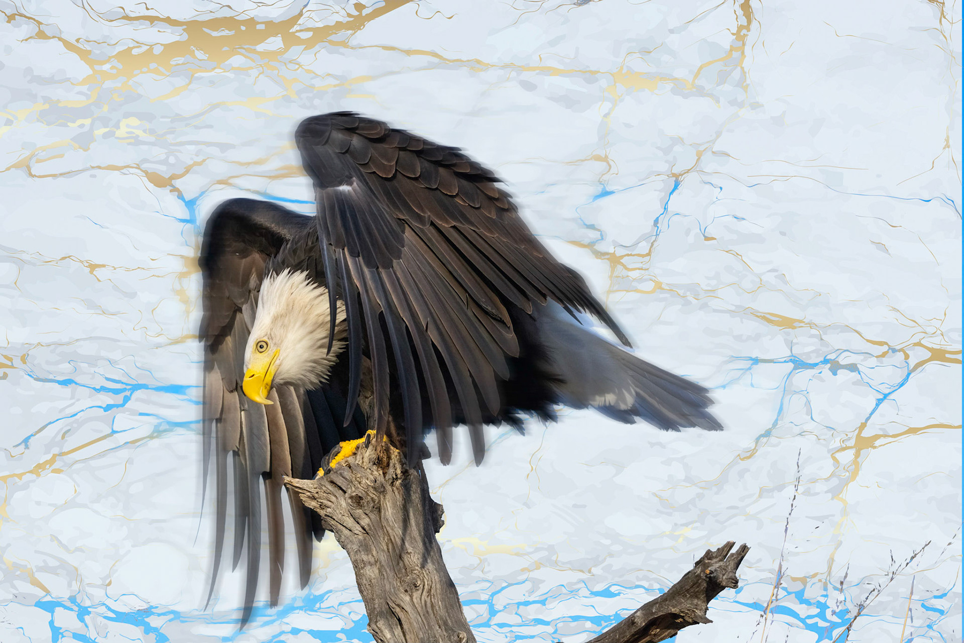 Bald Eagle