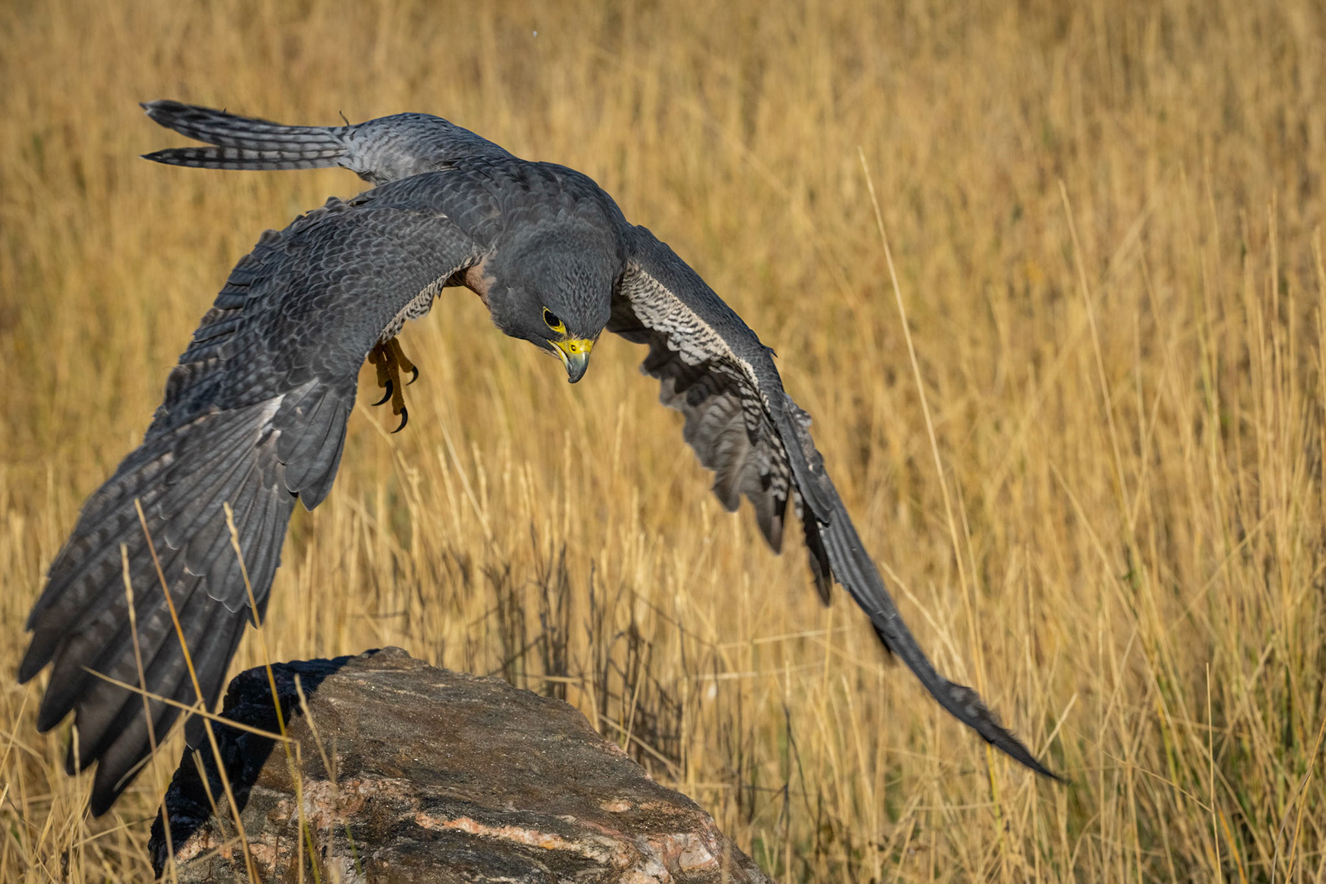 Peregrin Falcon
