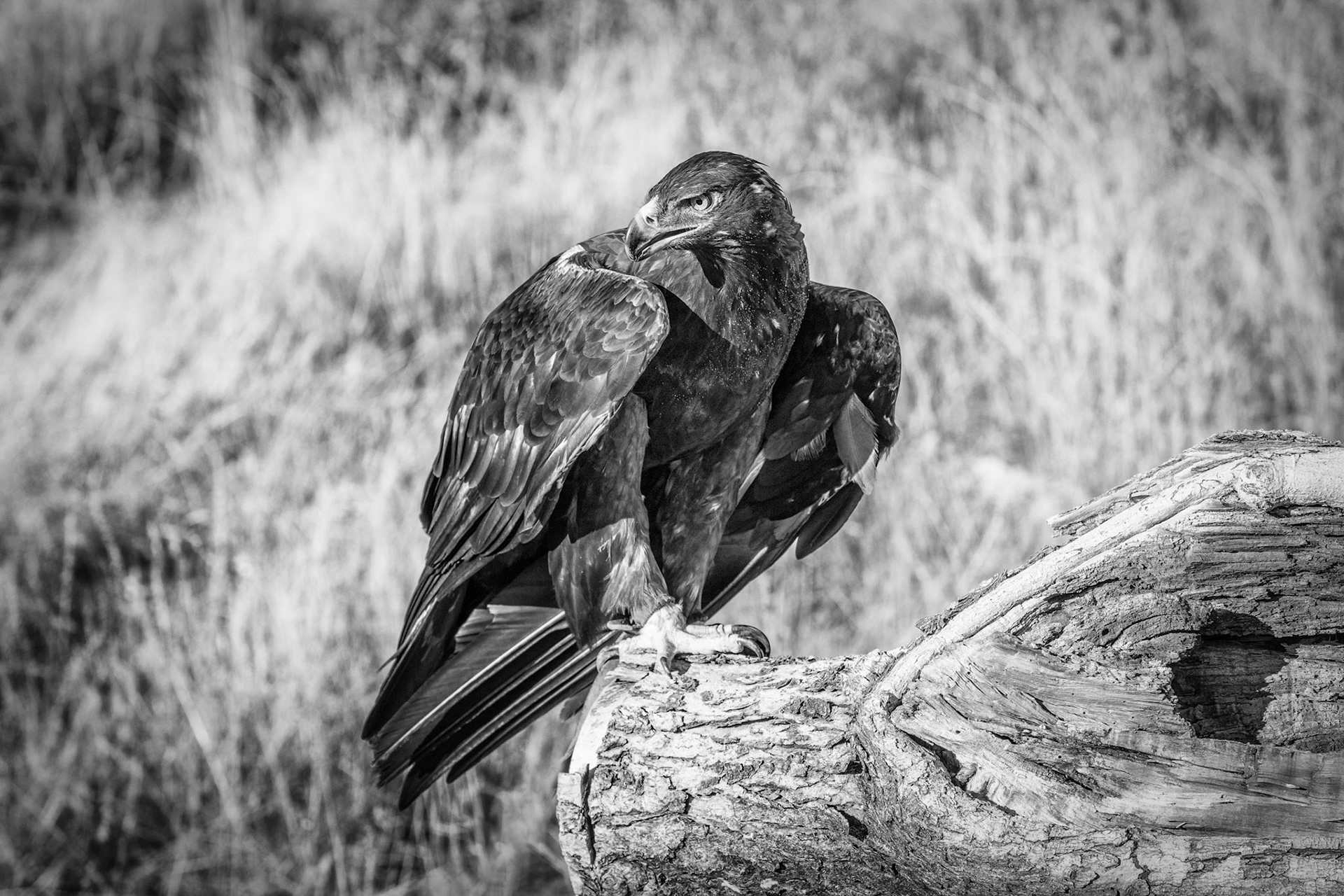 Golden Eagle