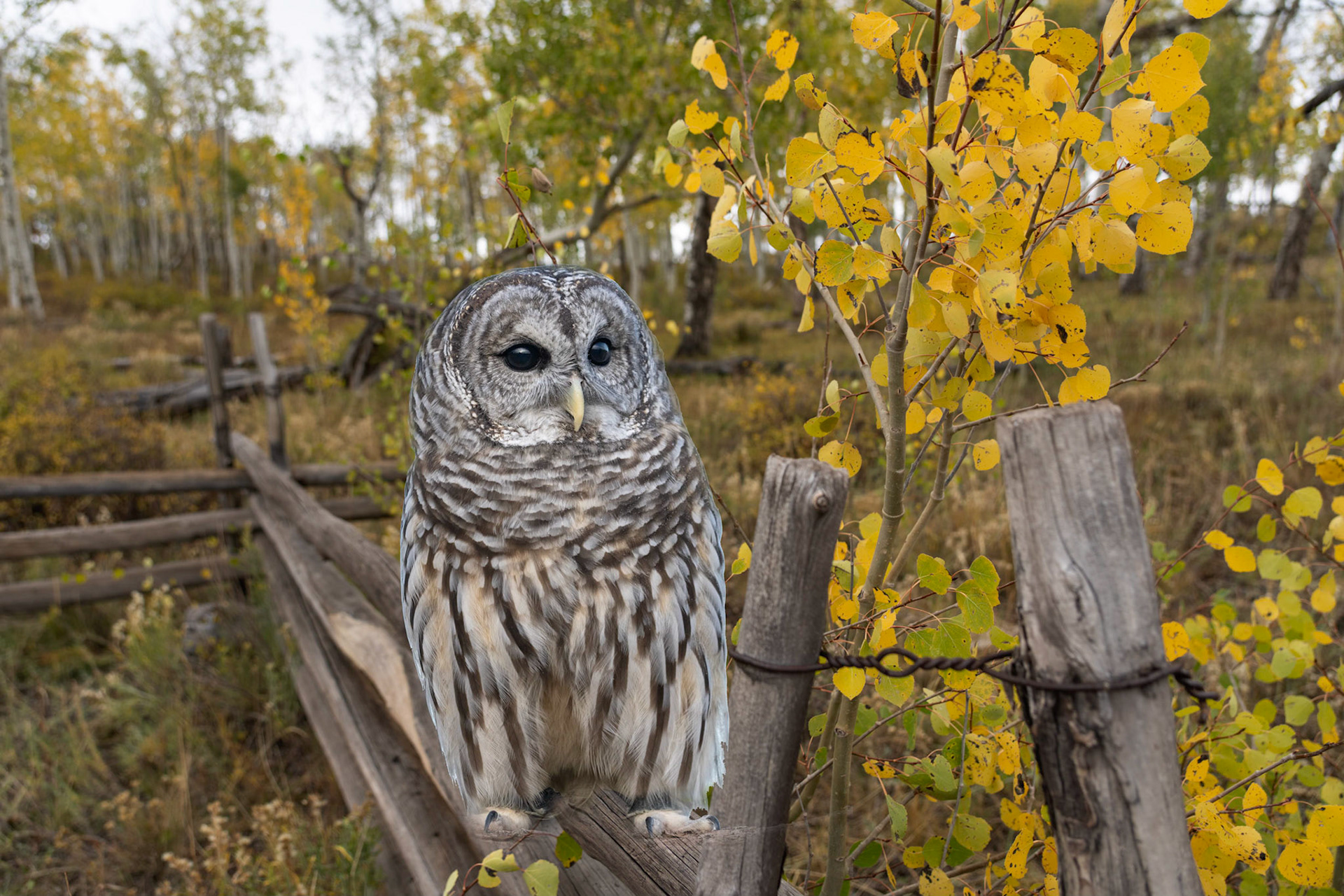 Barred Owl