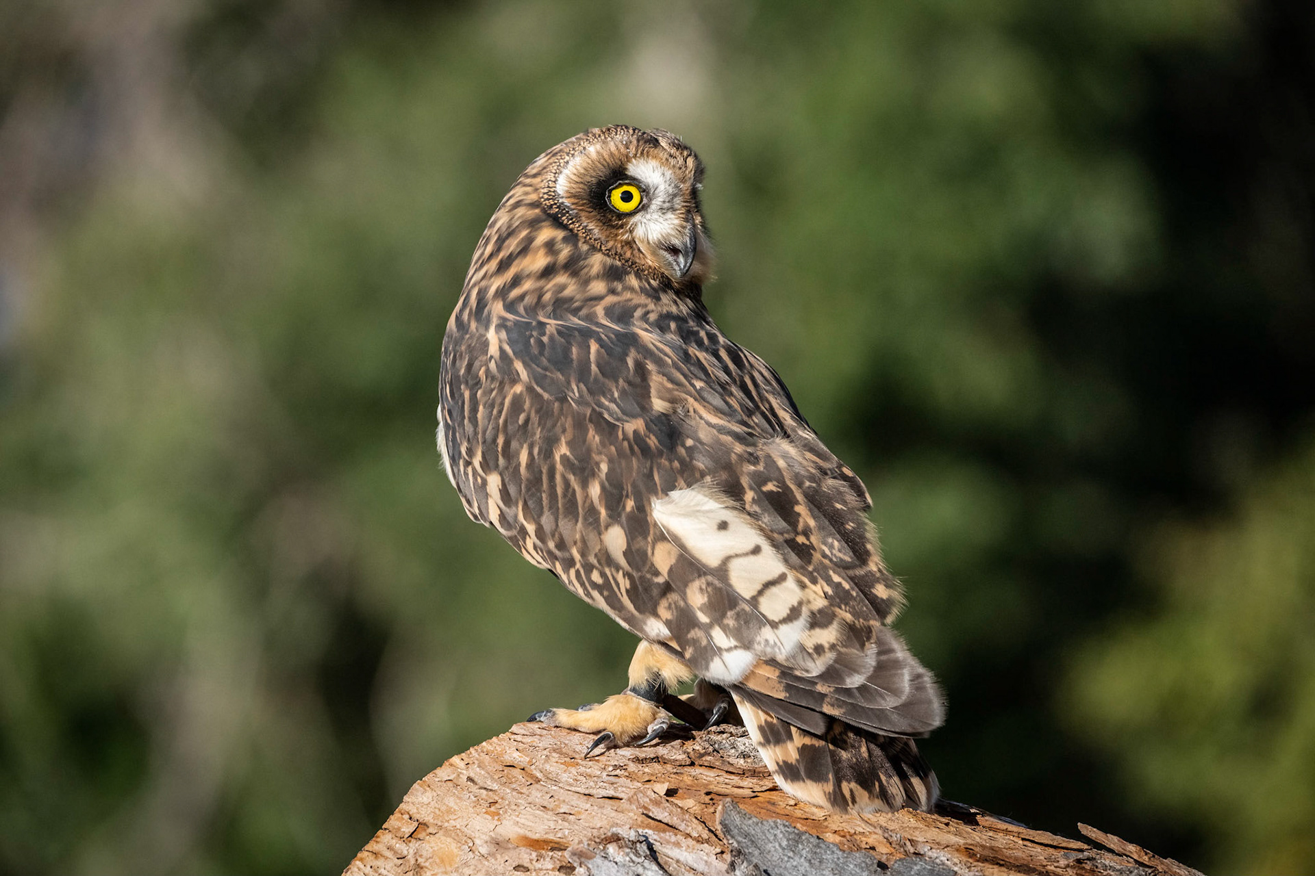 Short-eared Owl