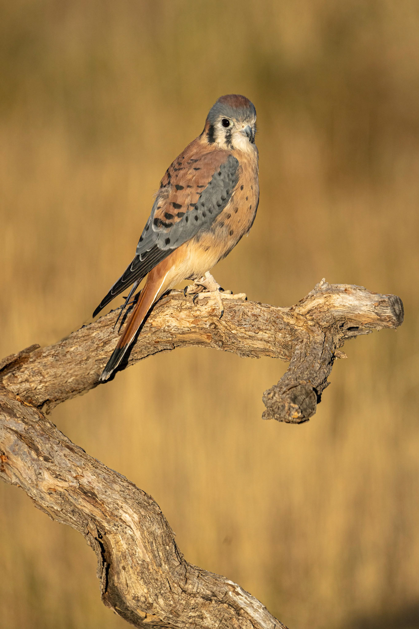 Male Kestrel
