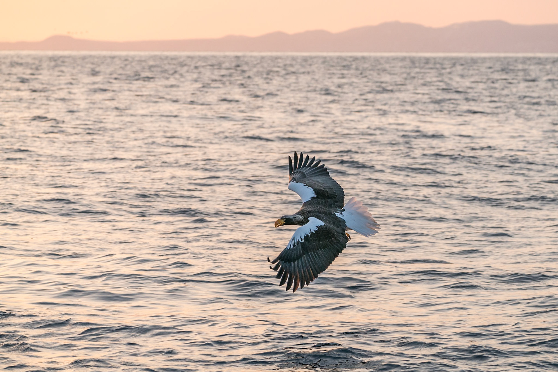 Steller Eagle