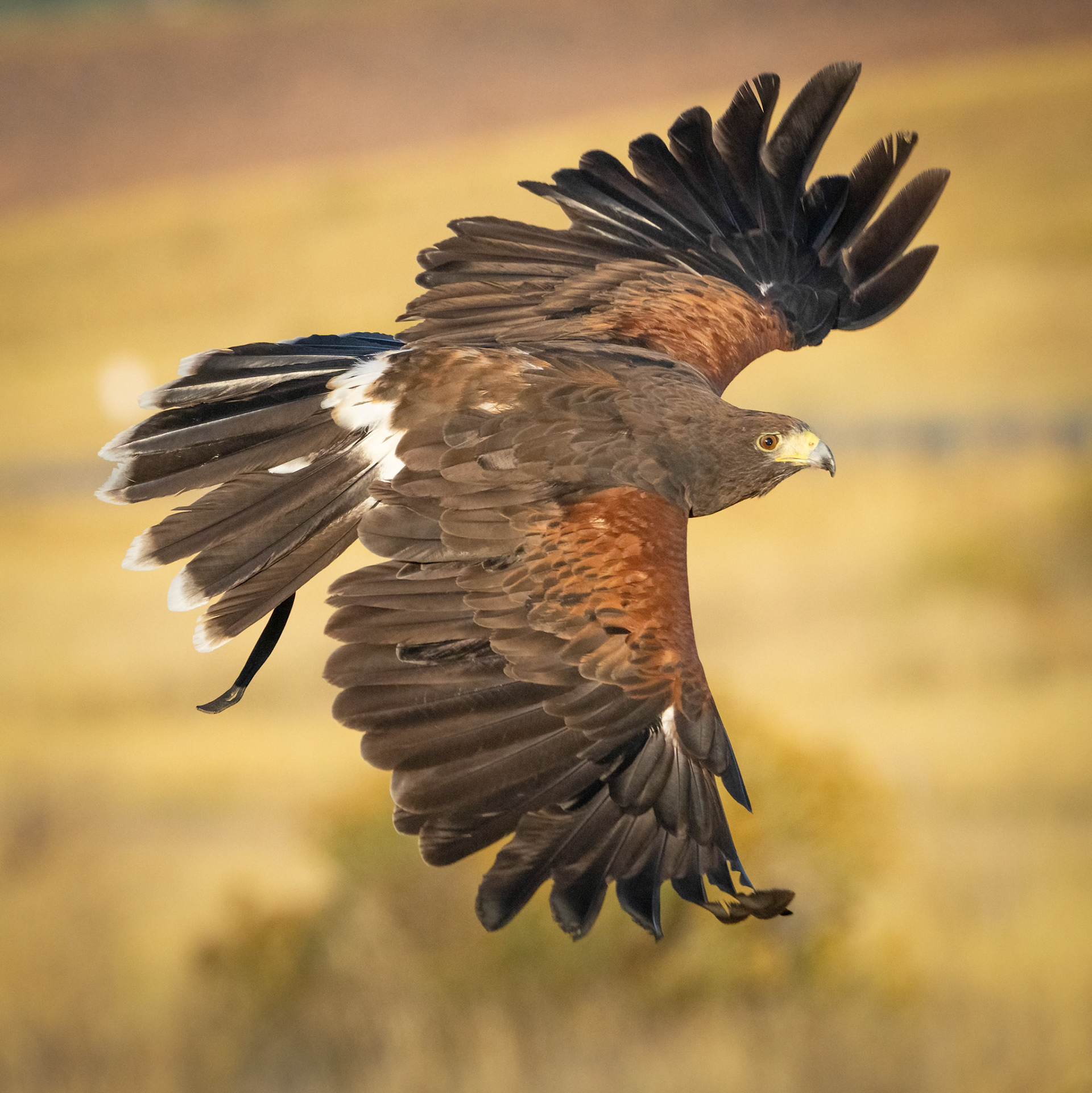 Harris Hawk