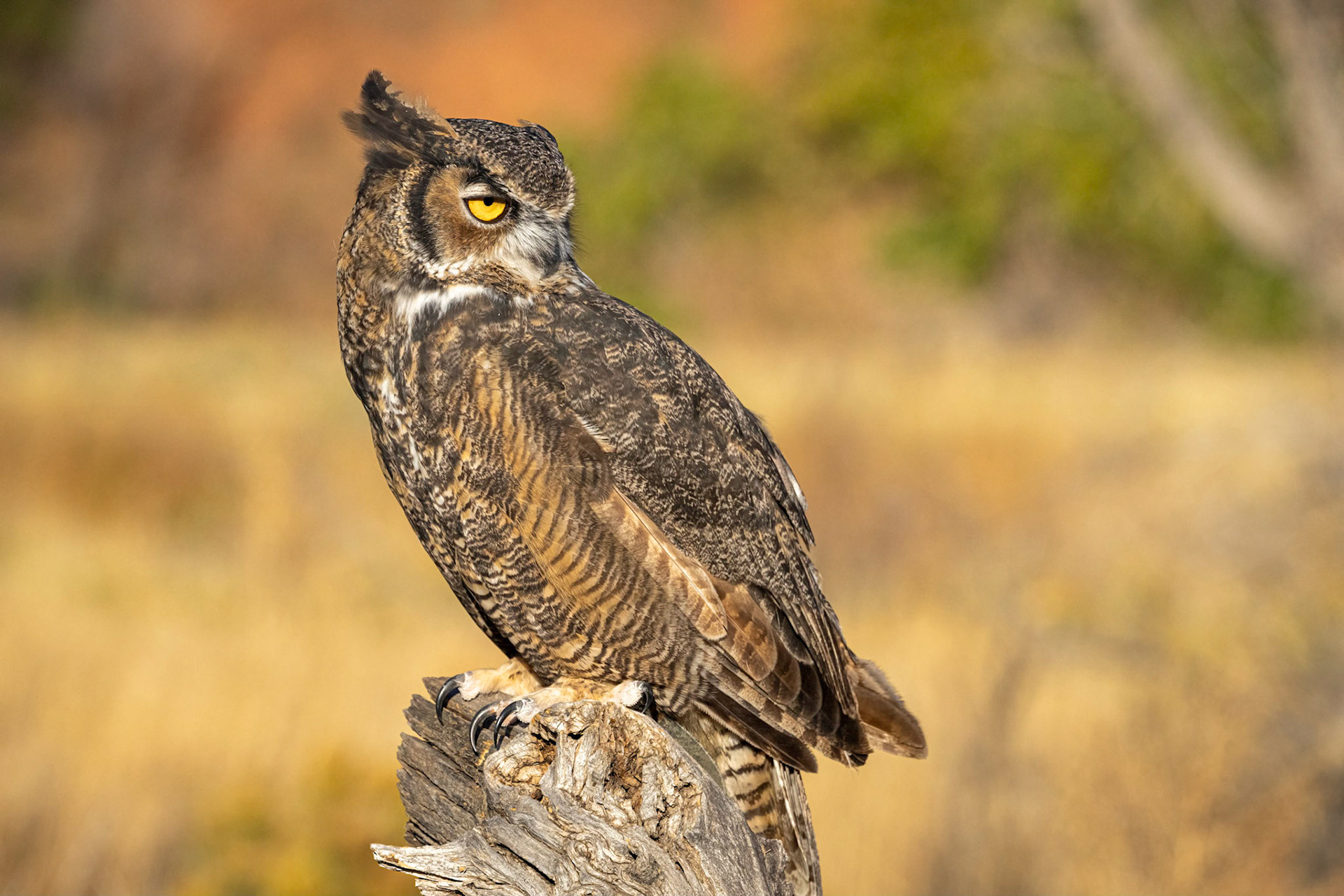 Great Horned Owl