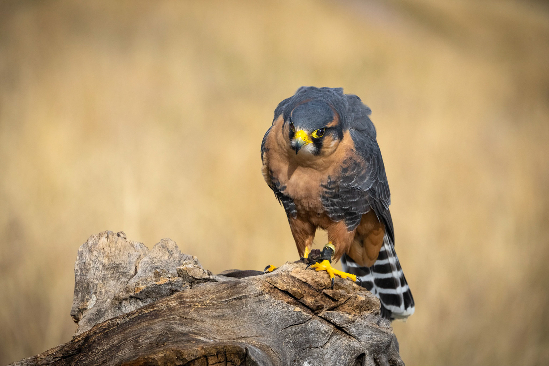 Aplomado Falcon