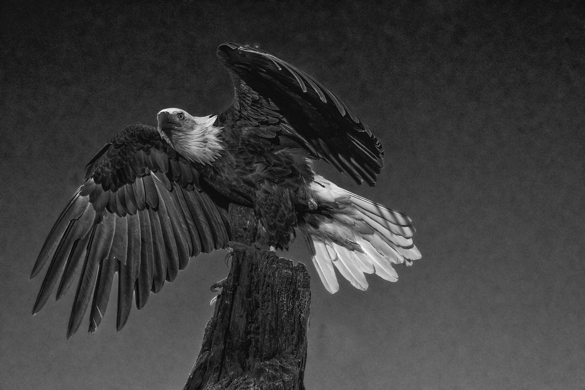 Bald Eagle