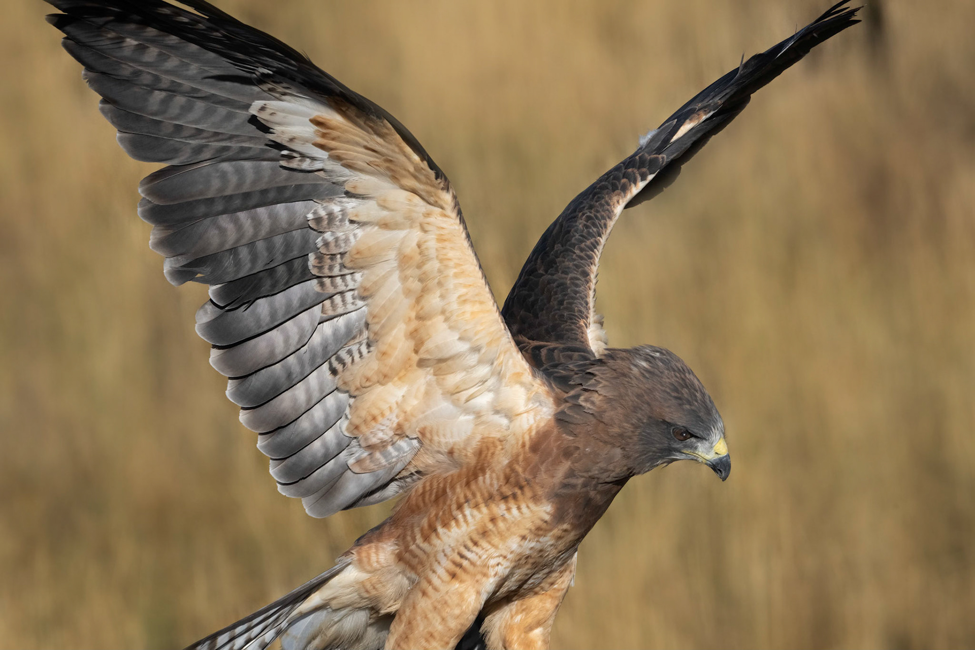 Swainson's Hawk