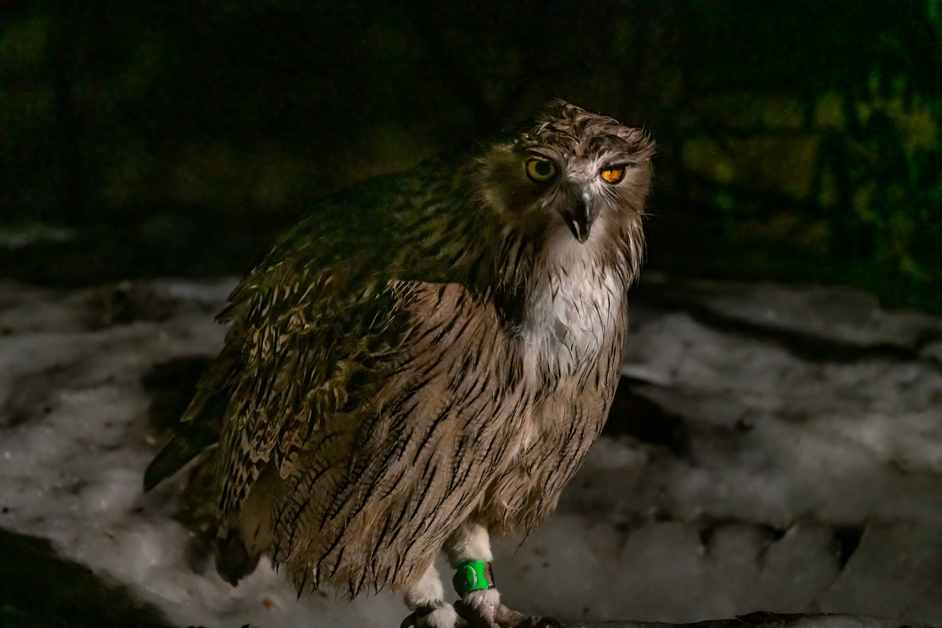 Blakiston’s Fish Owl