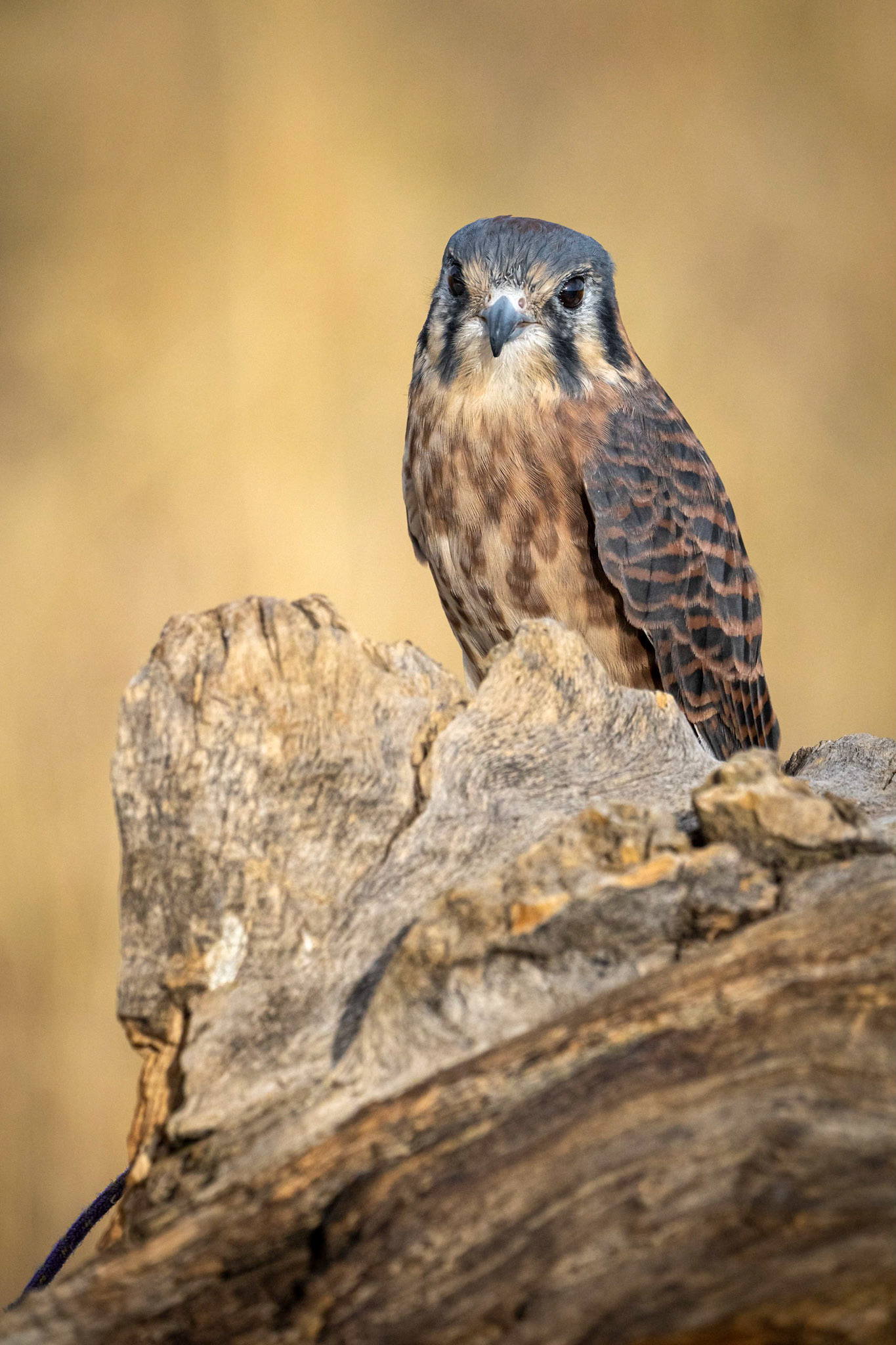 Female Kestrel