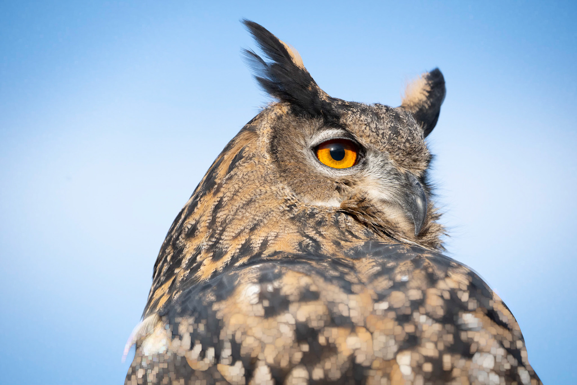 Eurasian Eagle Owl
