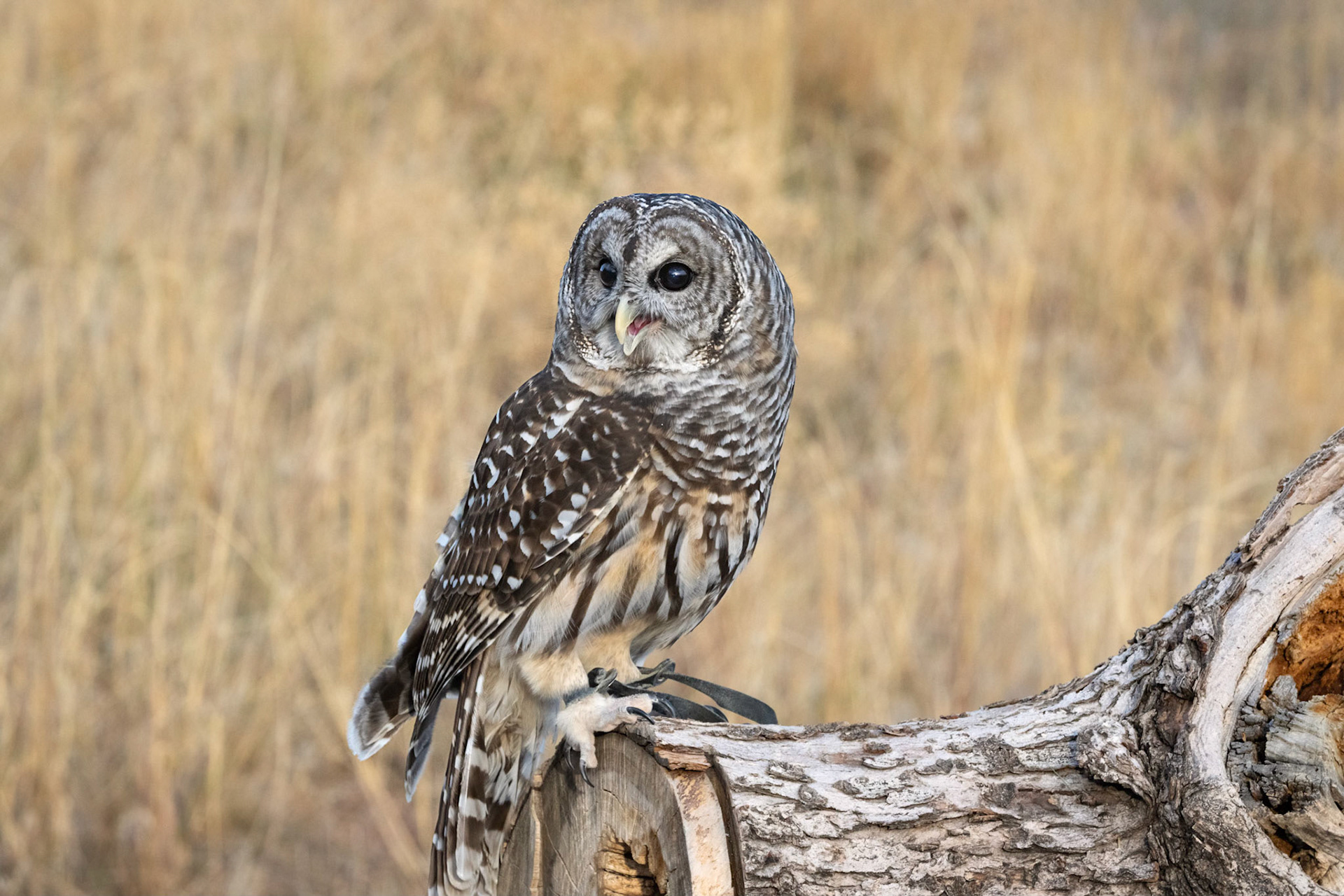 Barred Owl