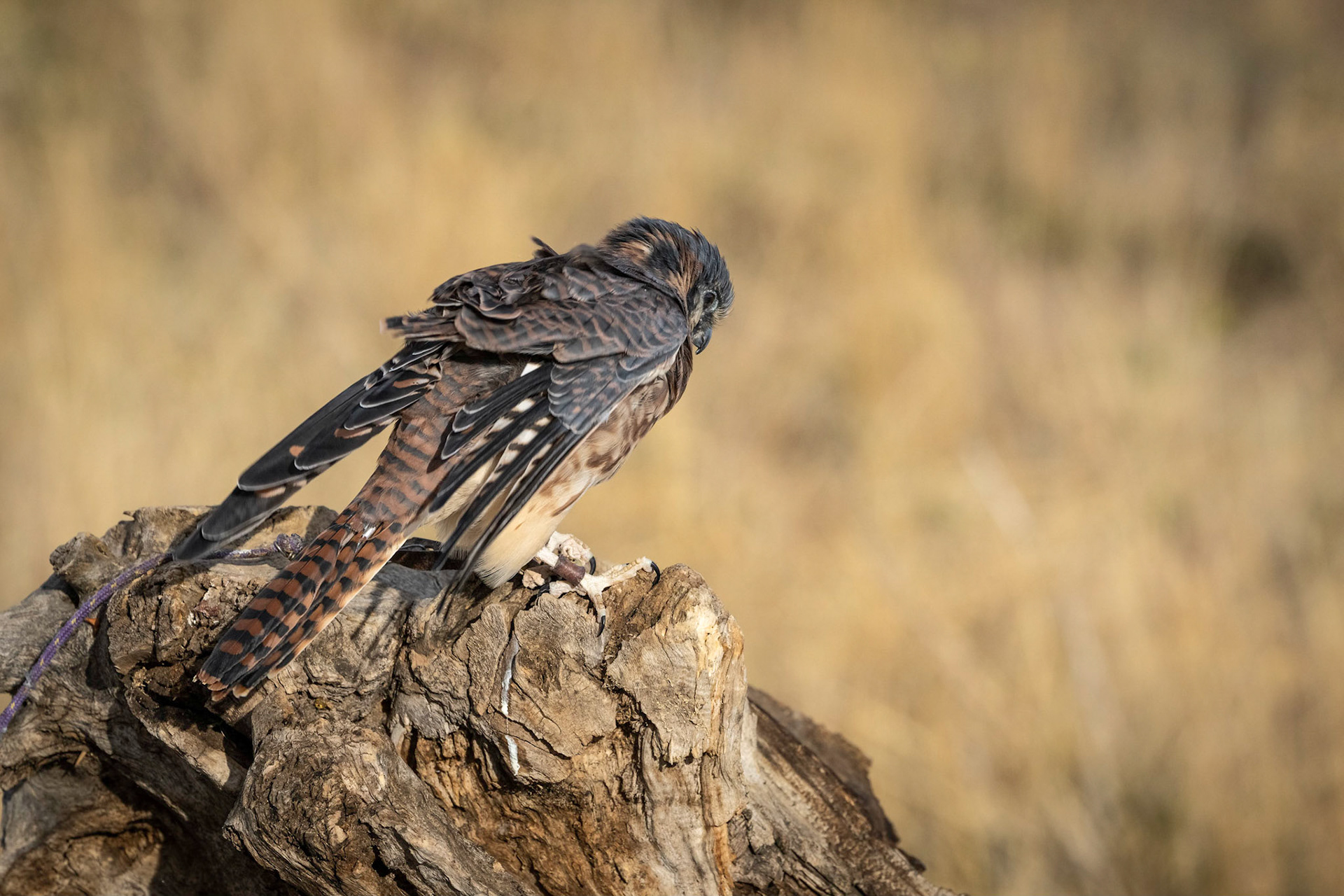 Female Kestrel