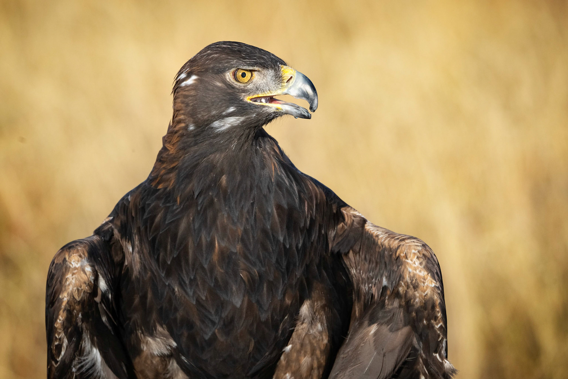 Golden Eagle