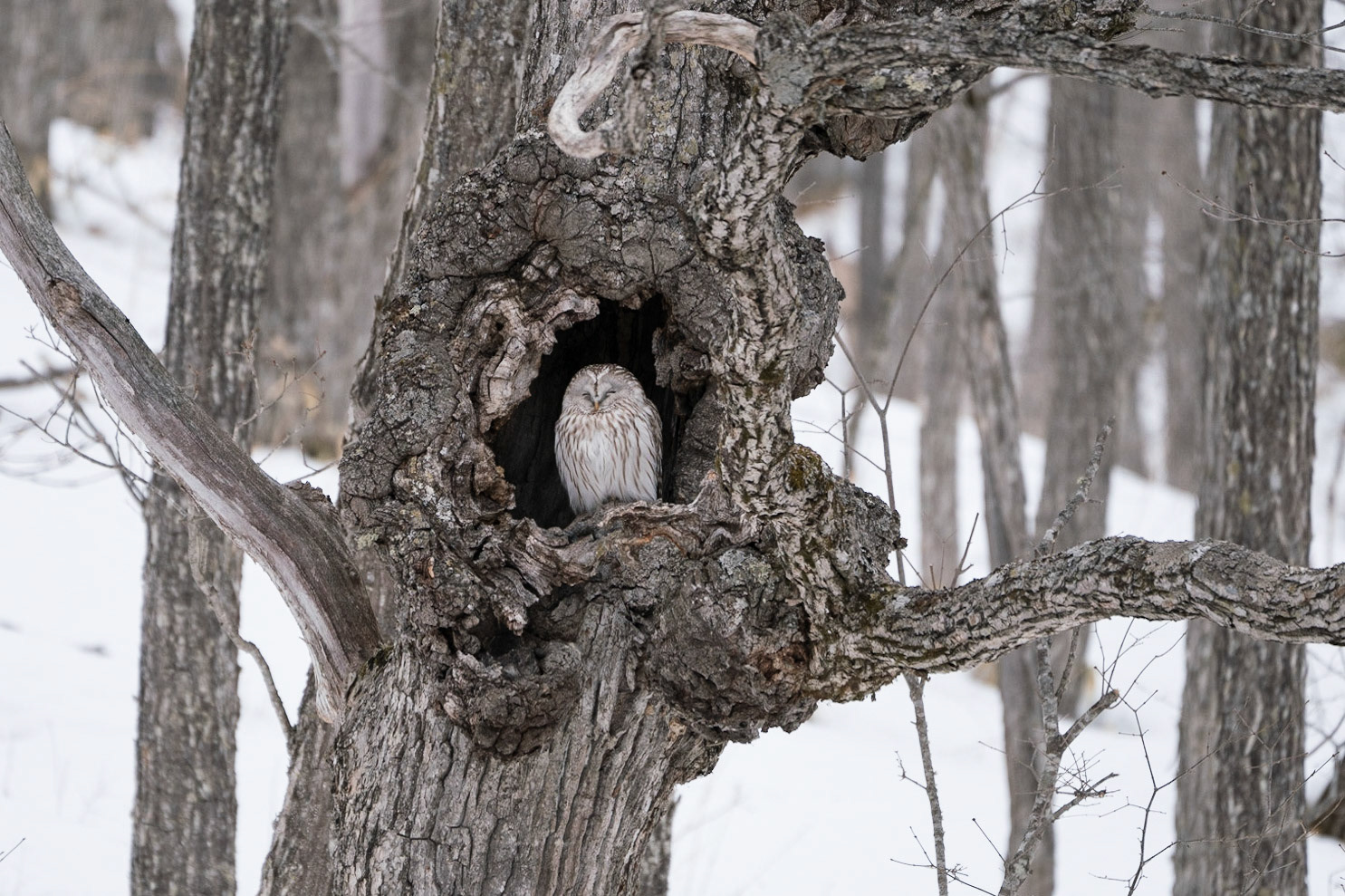Ural Owl