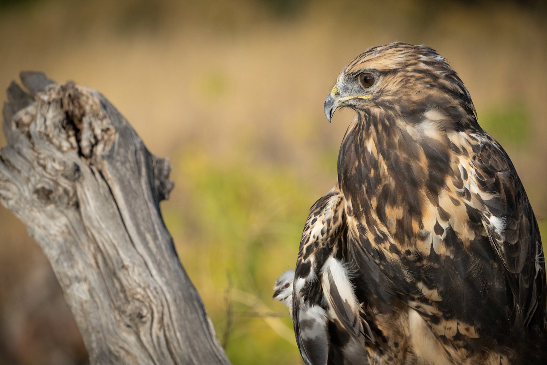 Rough-legged Hawk