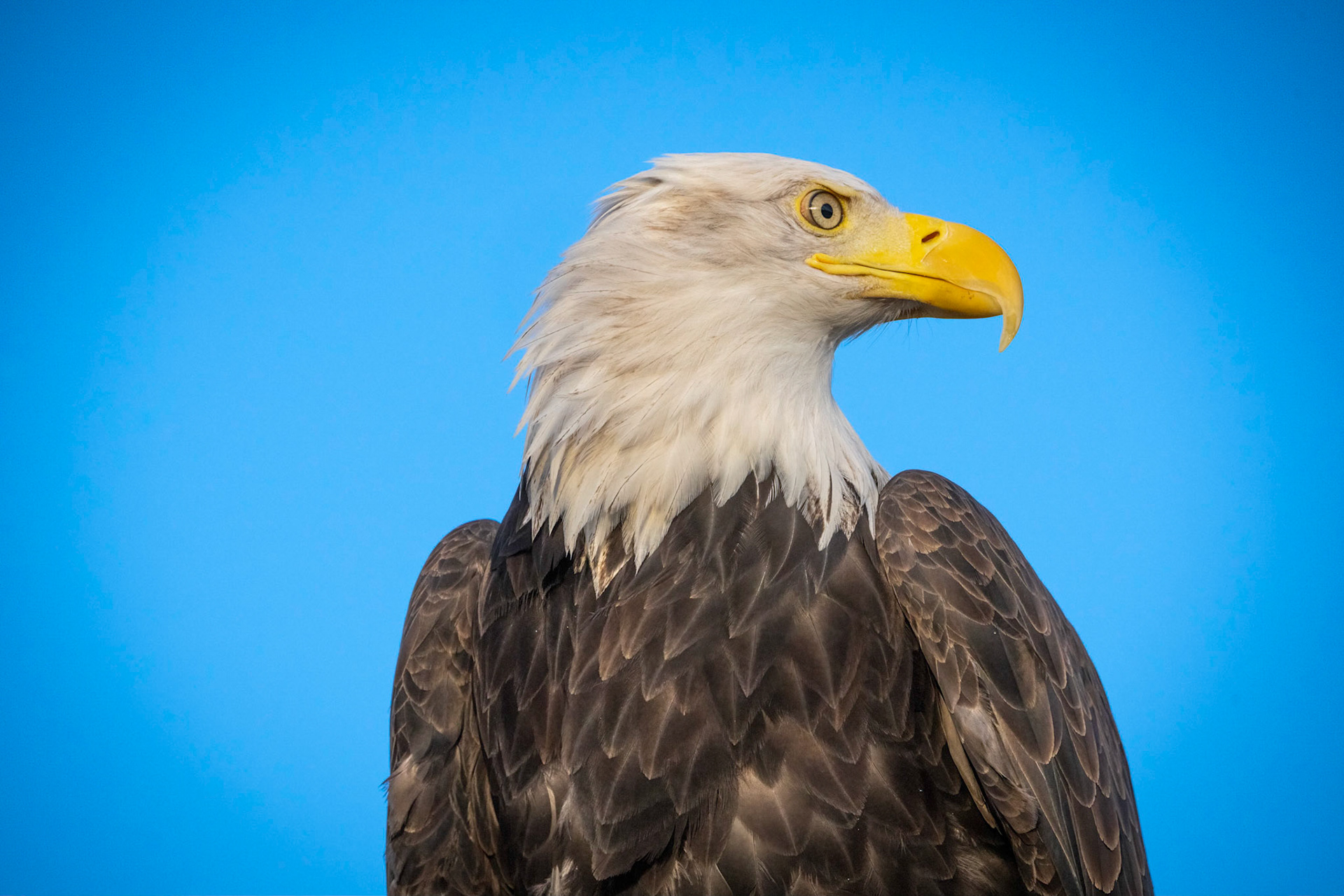 Bald Eagle