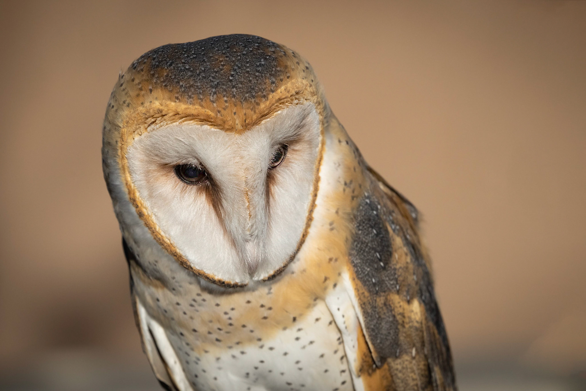Barn Owl