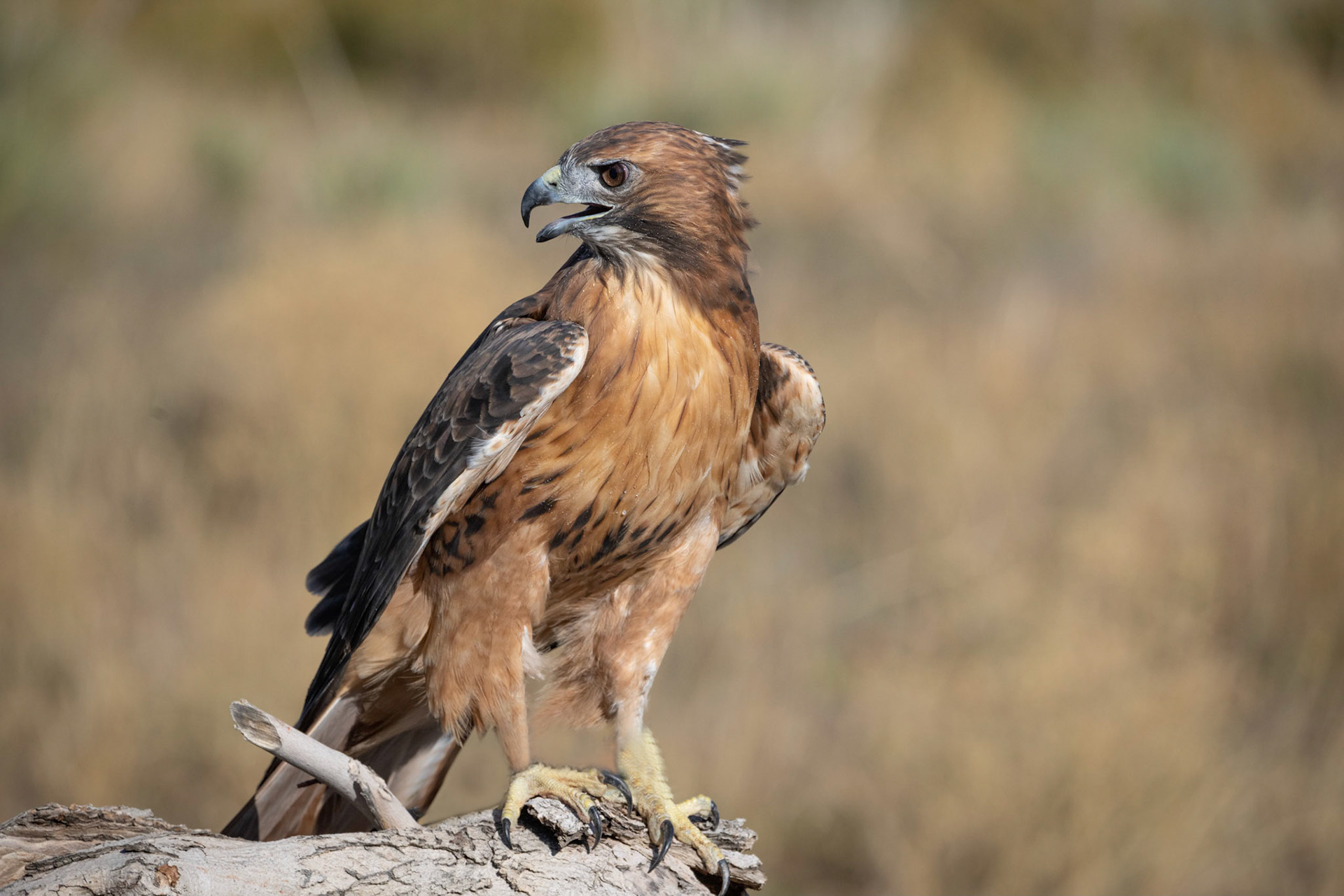 Red-Tailed Hawk