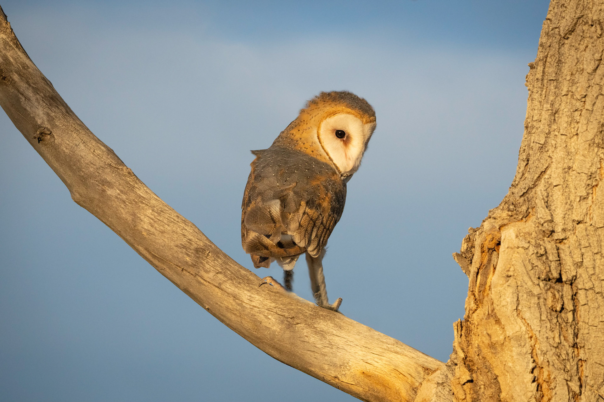 Barn Owl