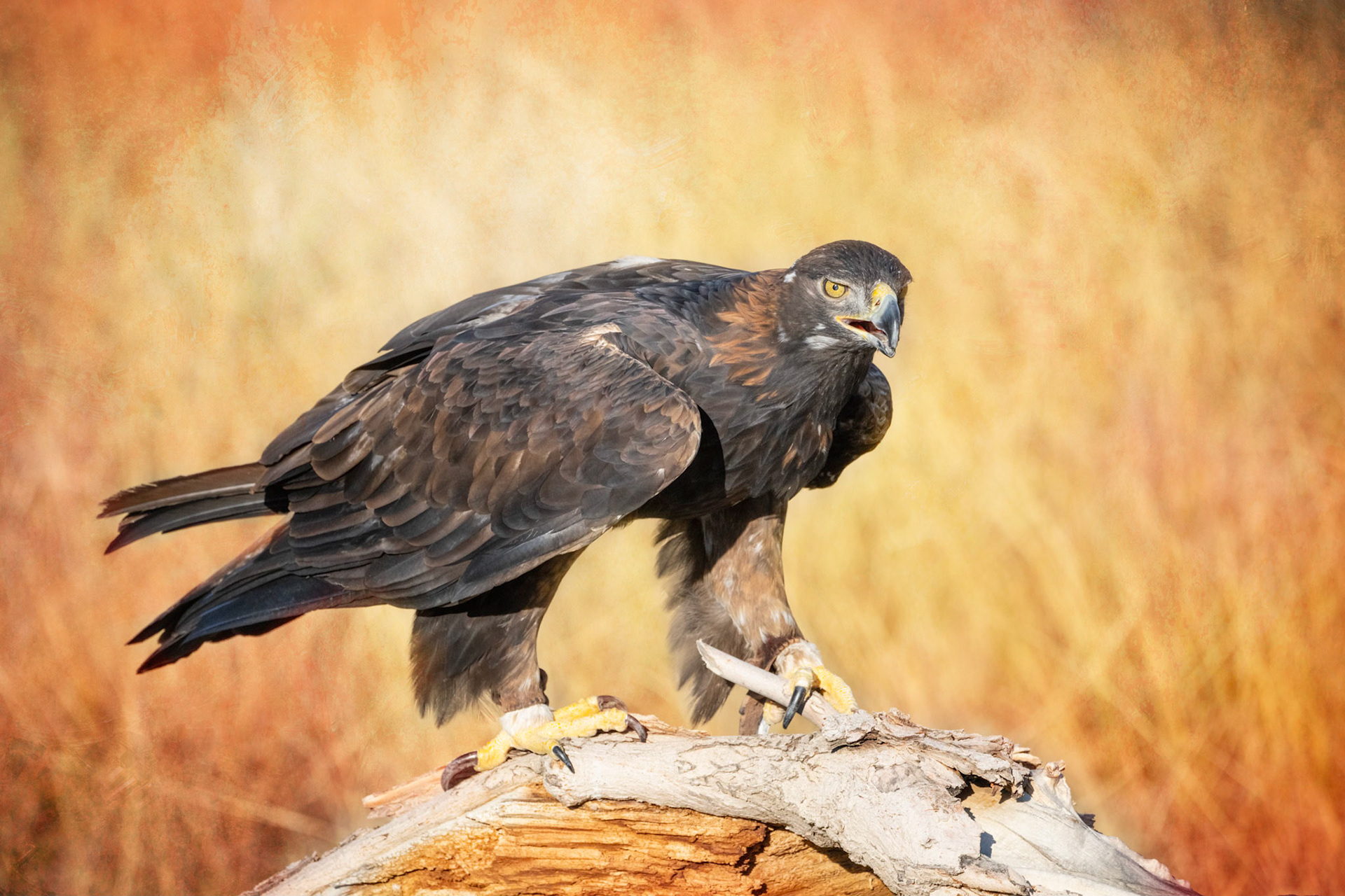 Golden Eagle