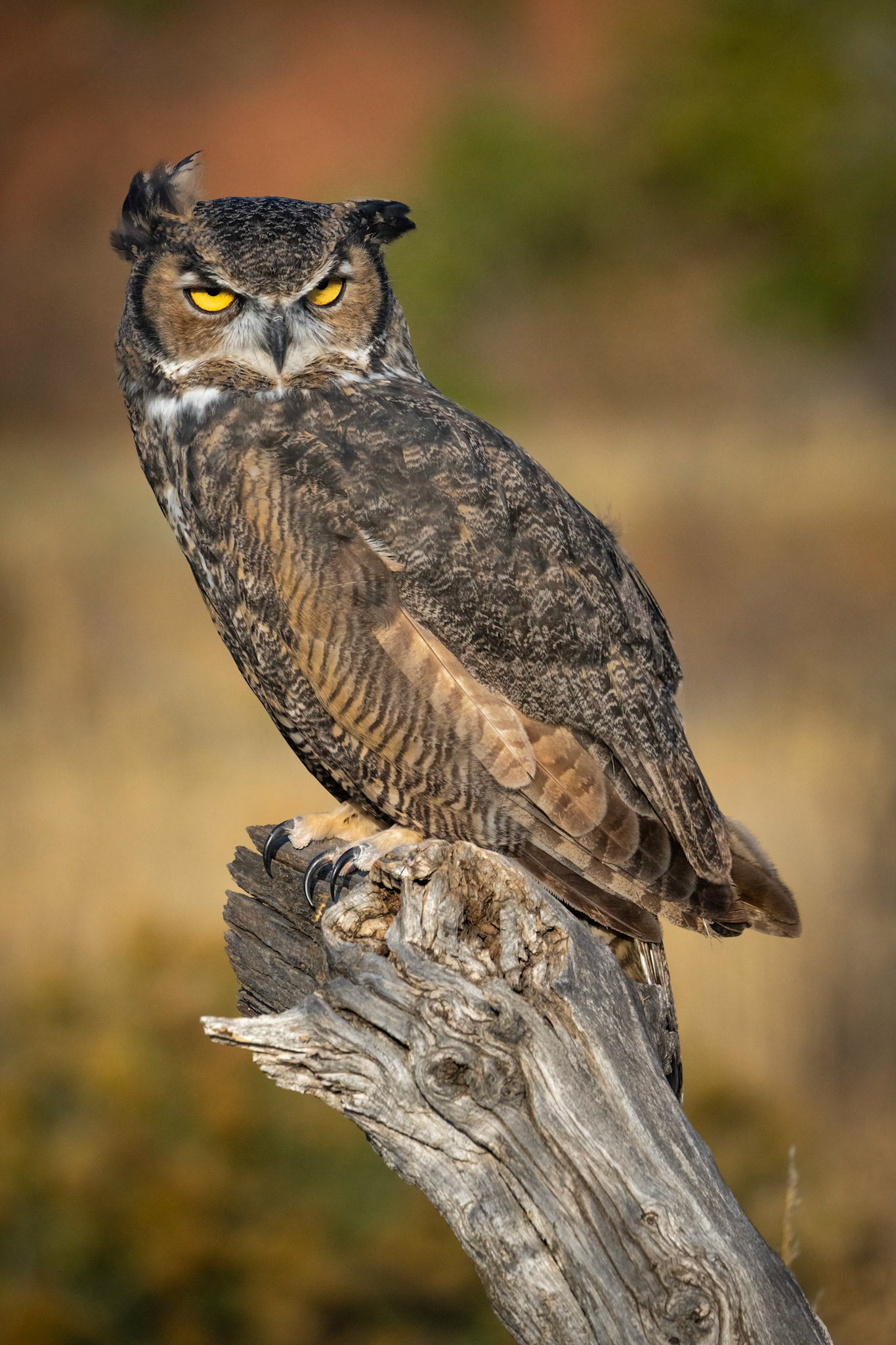Great Horned Owl