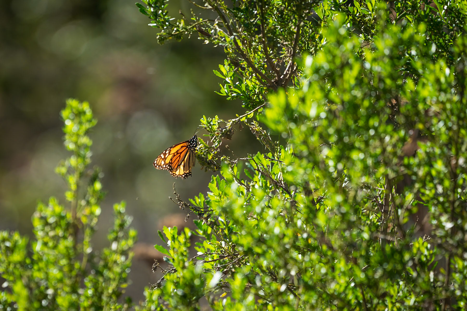 Monarch Heaven