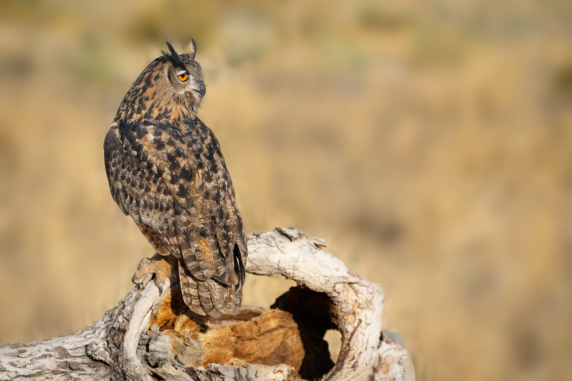 Eurasian Eagle Owl