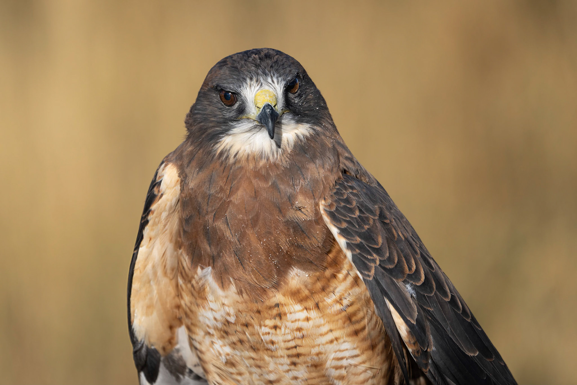 Swainson's Hawk