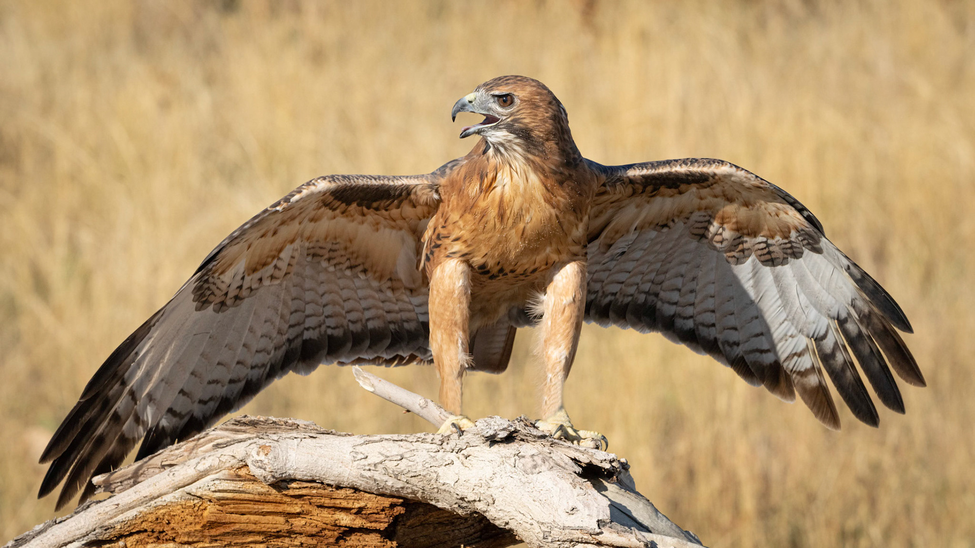 Red-Tailed Hawk