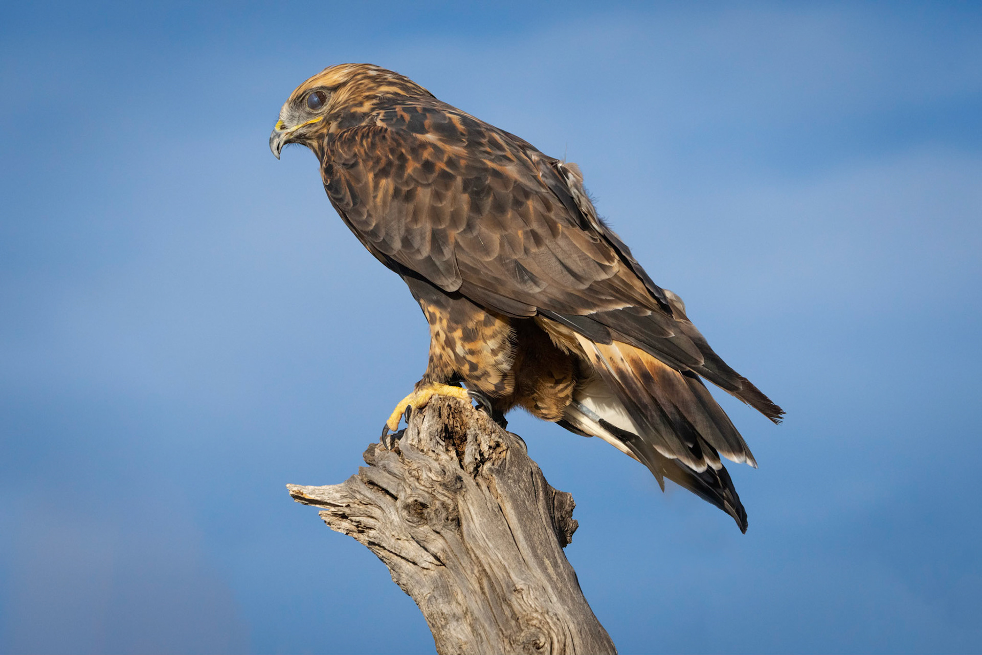 Rough-legged Hawk