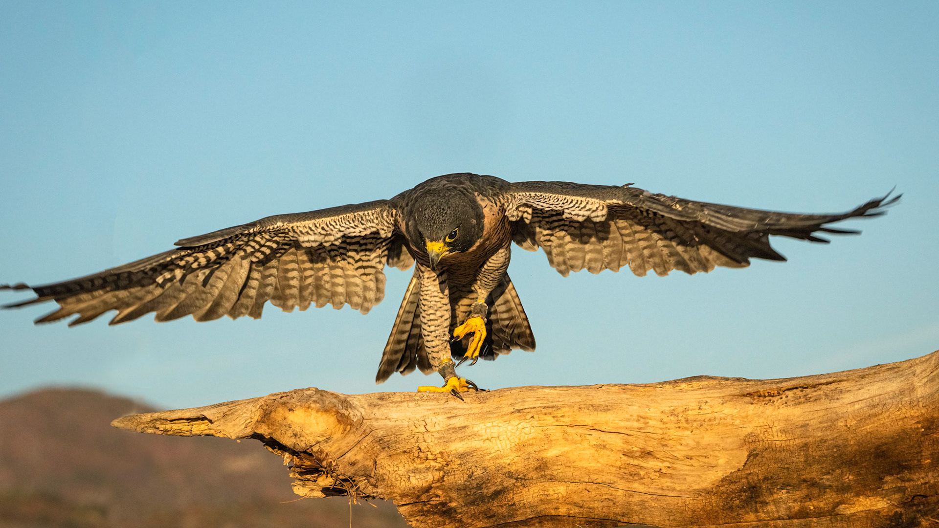 Peregrin Falcon