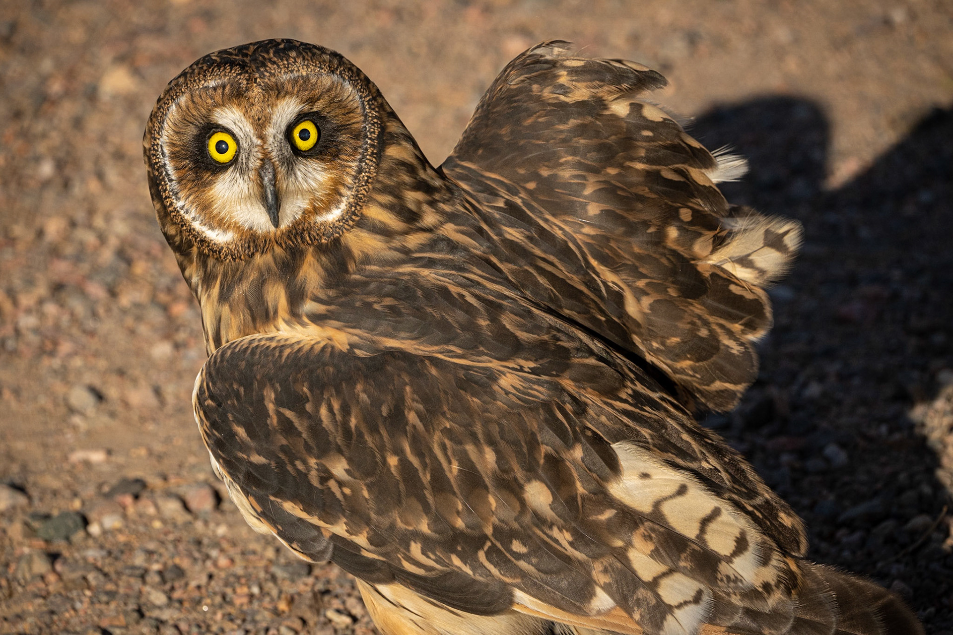 Short-eared Owl
