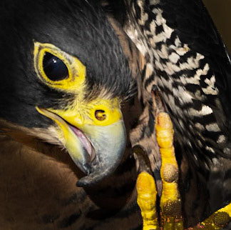 Peregrin Falcon