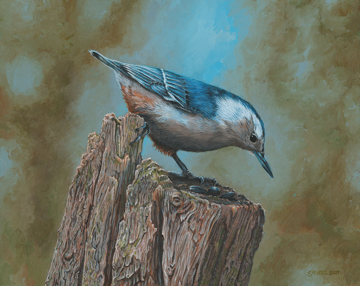 Nuthatch, Acrylic on Canvas