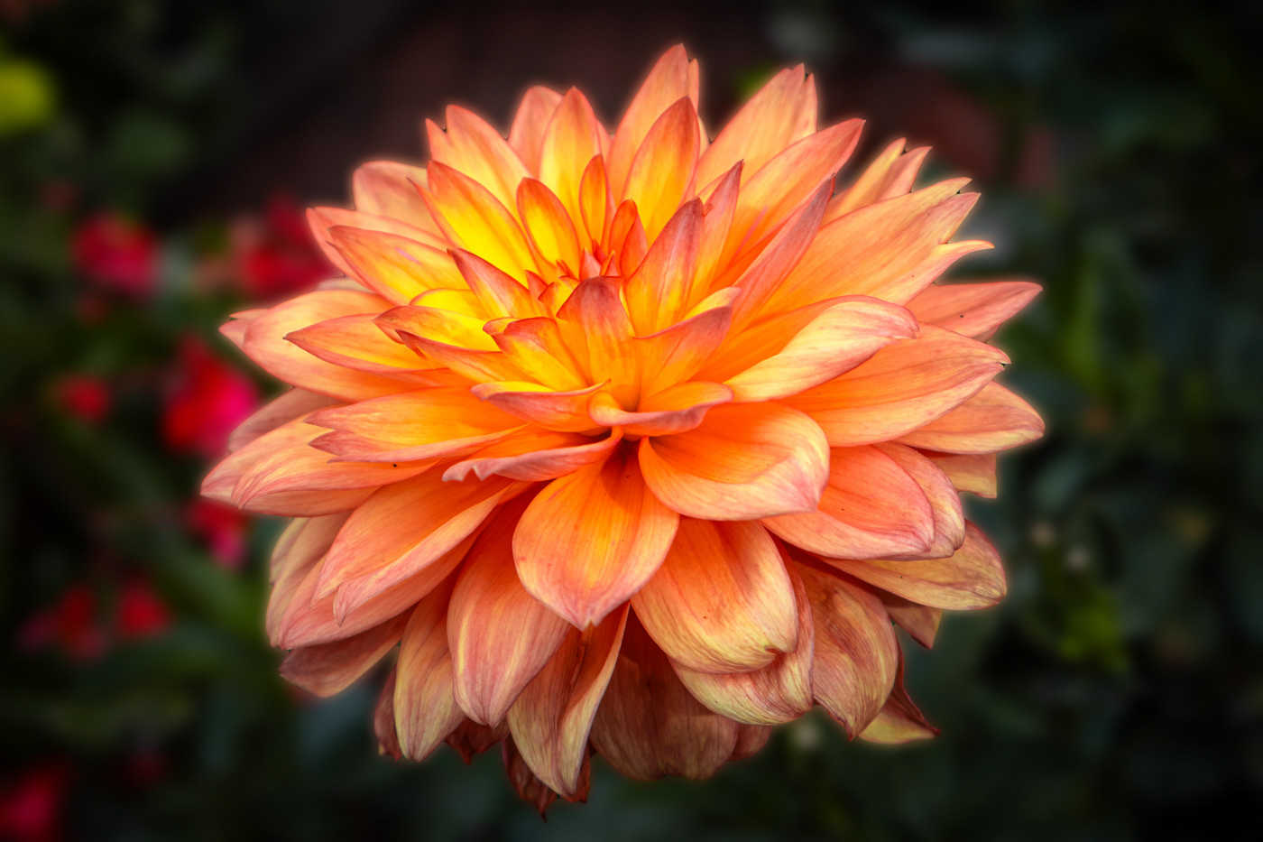 Golden Radiance