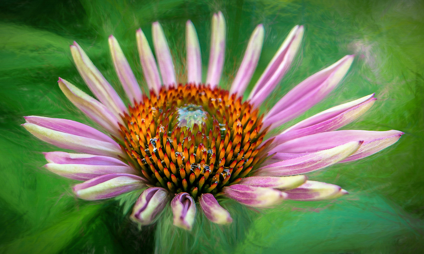 Petals of the Dawn