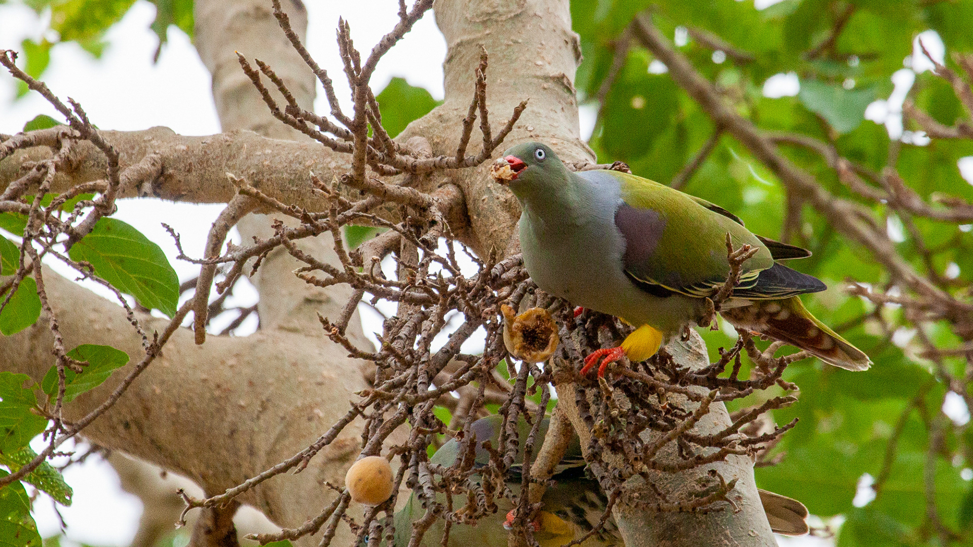 African Green Pidgeon