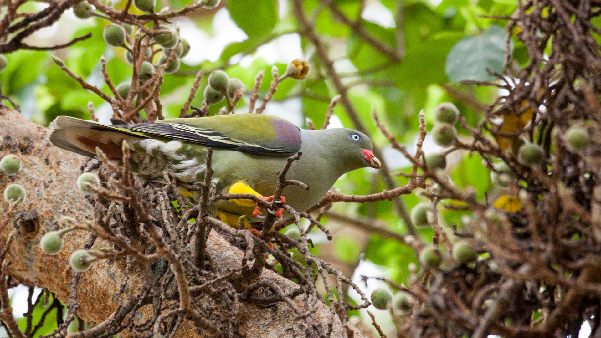 African Green Pidgeon